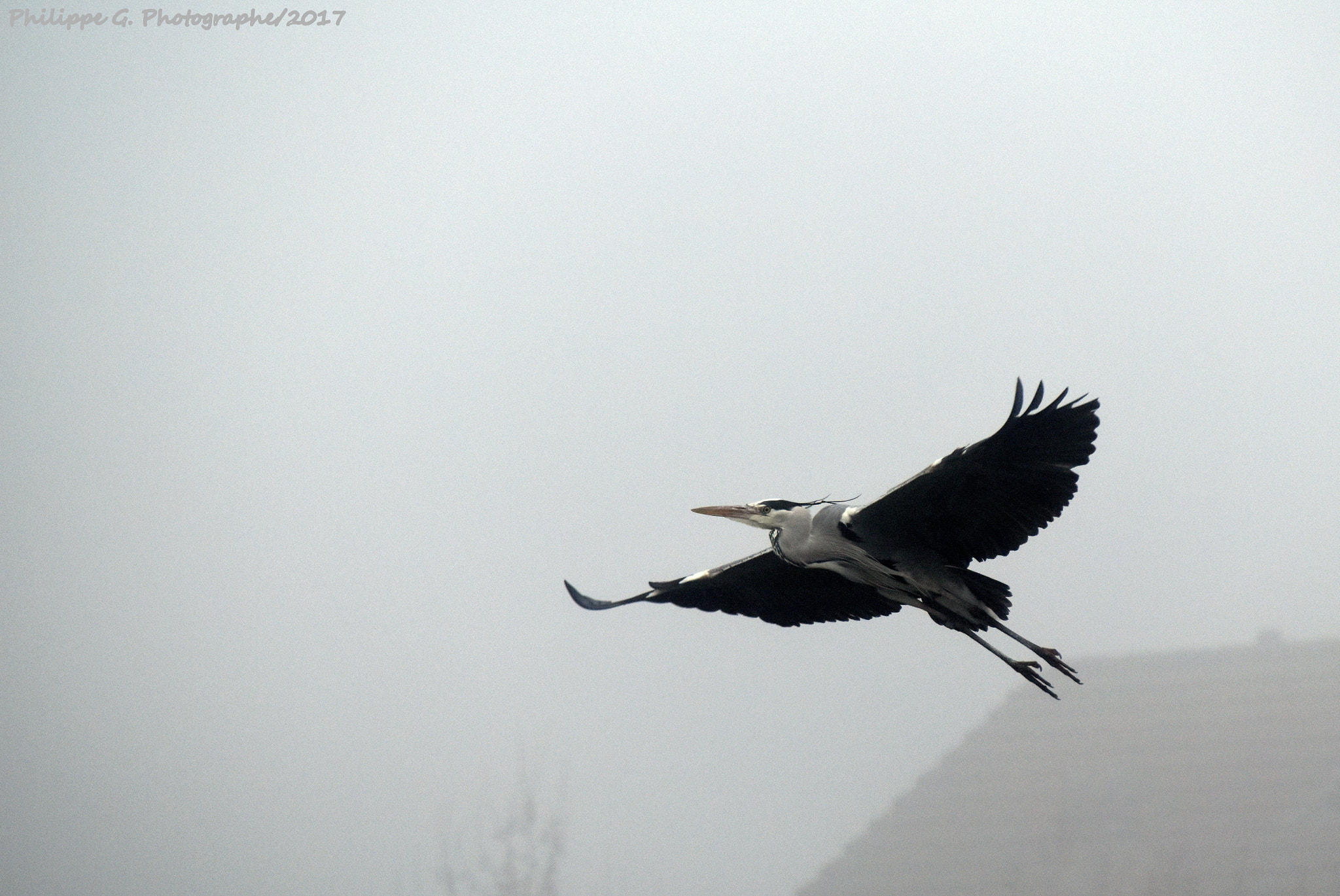 Nikon D5500 sample photo. Flying in the smog photography