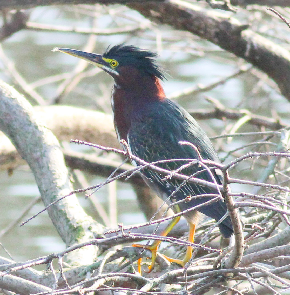 Canon EOS 600D (Rebel EOS T3i / EOS Kiss X5) + Canon EF 400mm F5.6L USM sample photo. Green heron photography