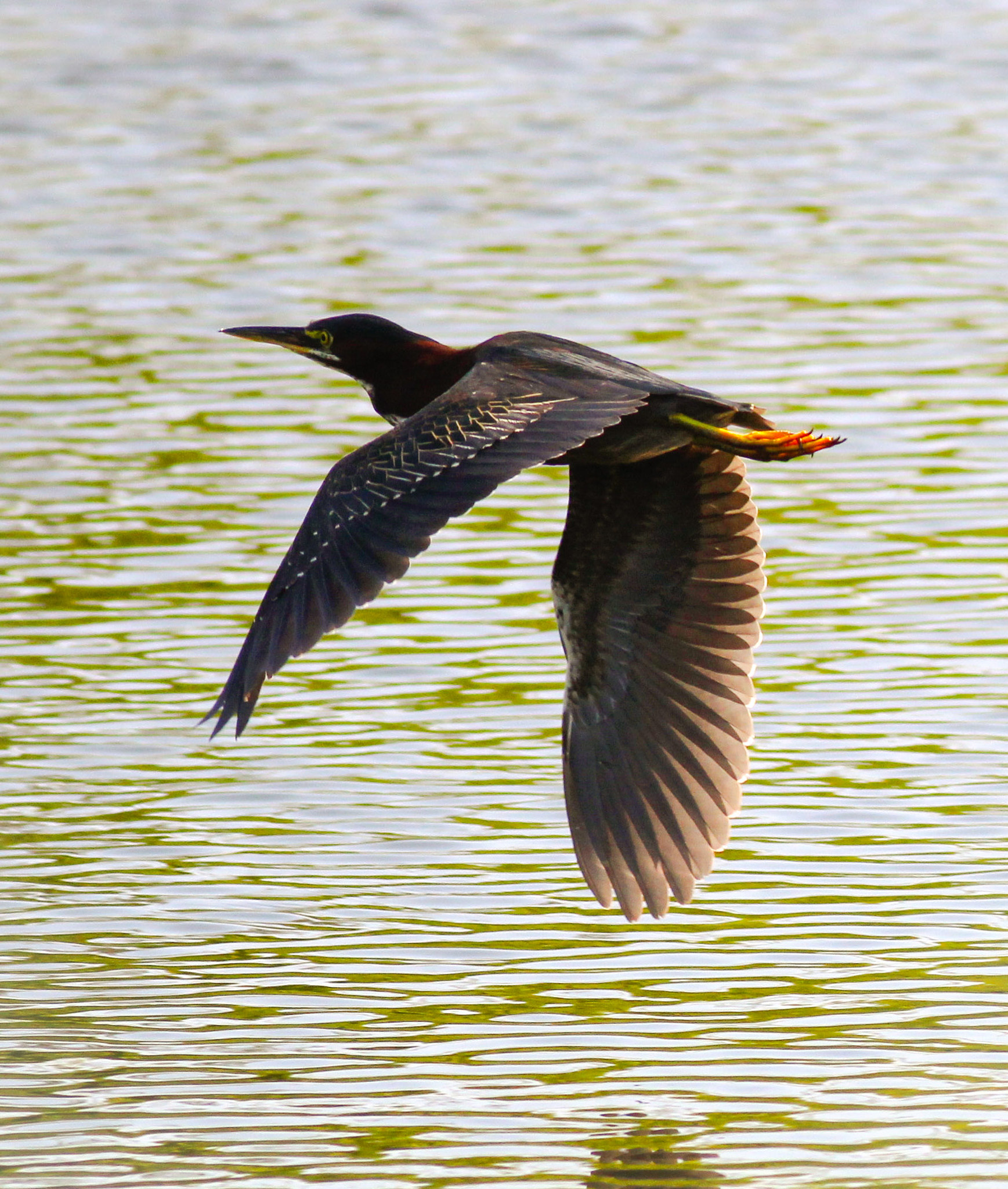 Canon EOS 600D (Rebel EOS T3i / EOS Kiss X5) + Canon EF 400mm F5.6L USM sample photo. Flying green heron photography