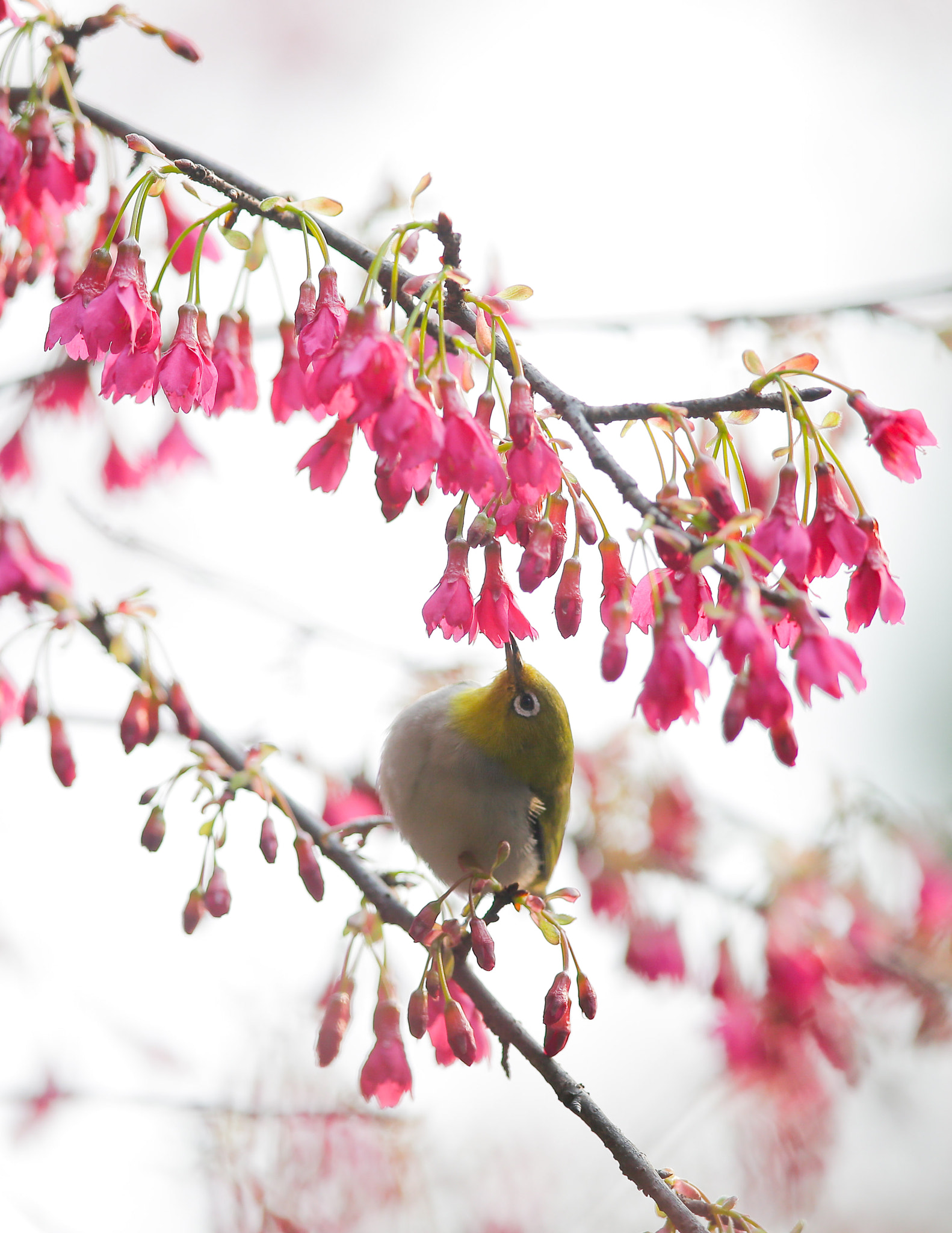 Canon EF 400mm F2.8L IS II USM sample photo. Wuhan university photography