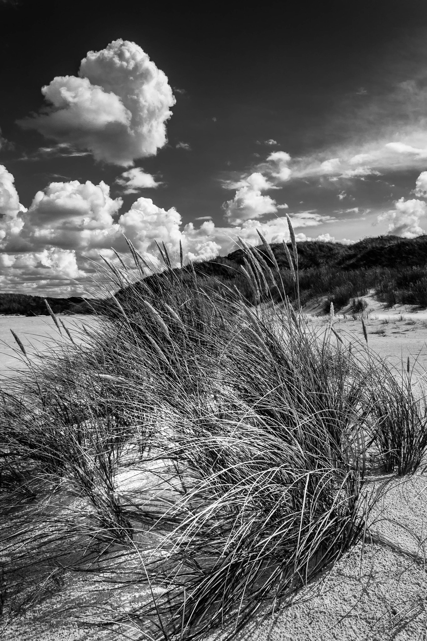 Canon EOS 400D (EOS Digital Rebel XTi / EOS Kiss Digital X) sample photo. Beach grass  b&w photography