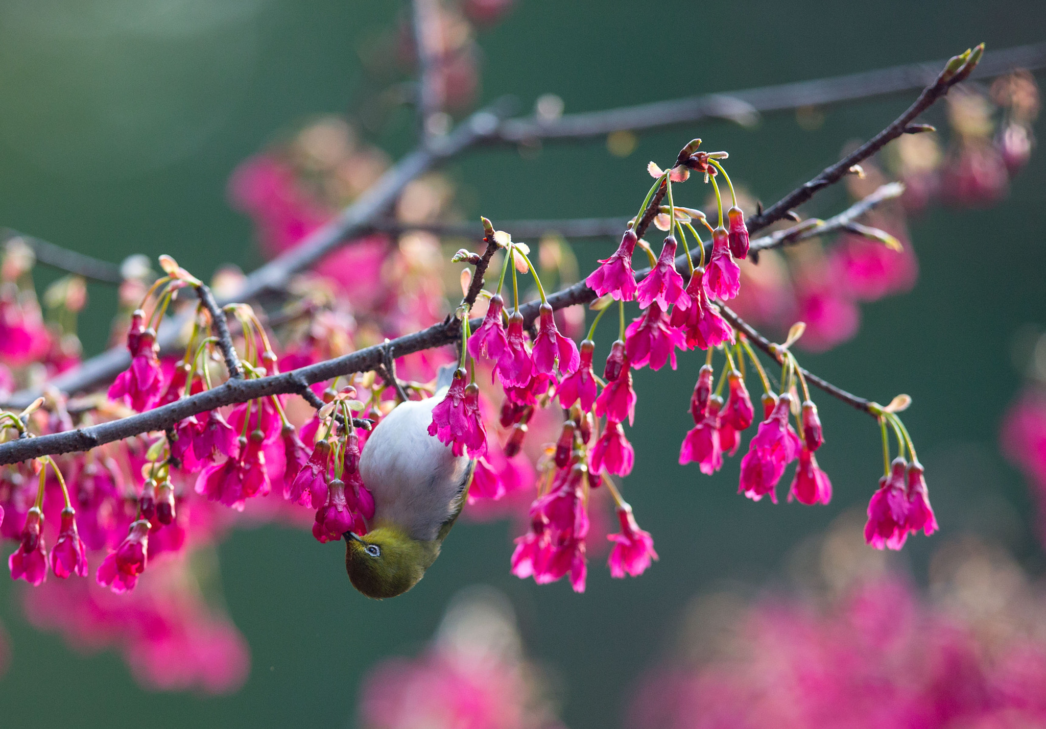 Canon EF 400mm F2.8L IS II USM sample photo