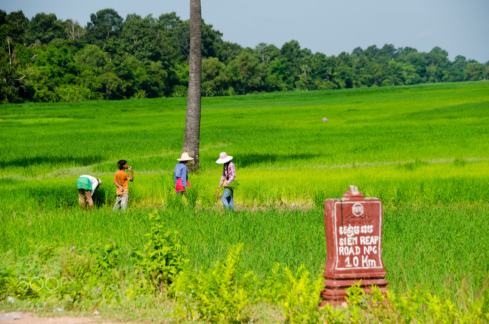Sigma 18-250mm F3.5-6.3 DC Macro OS HSM sample photo. Not just temples in siem reap photography