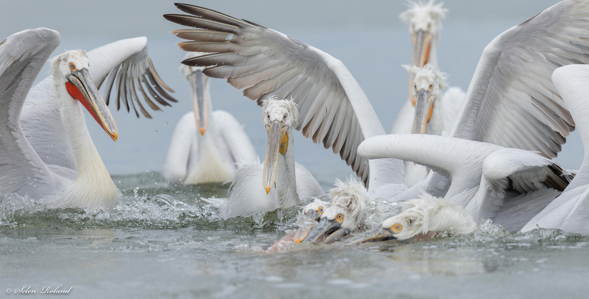 Nikon D4 sample photo. Kroeskoppelikaan - dalmatian pelican photography