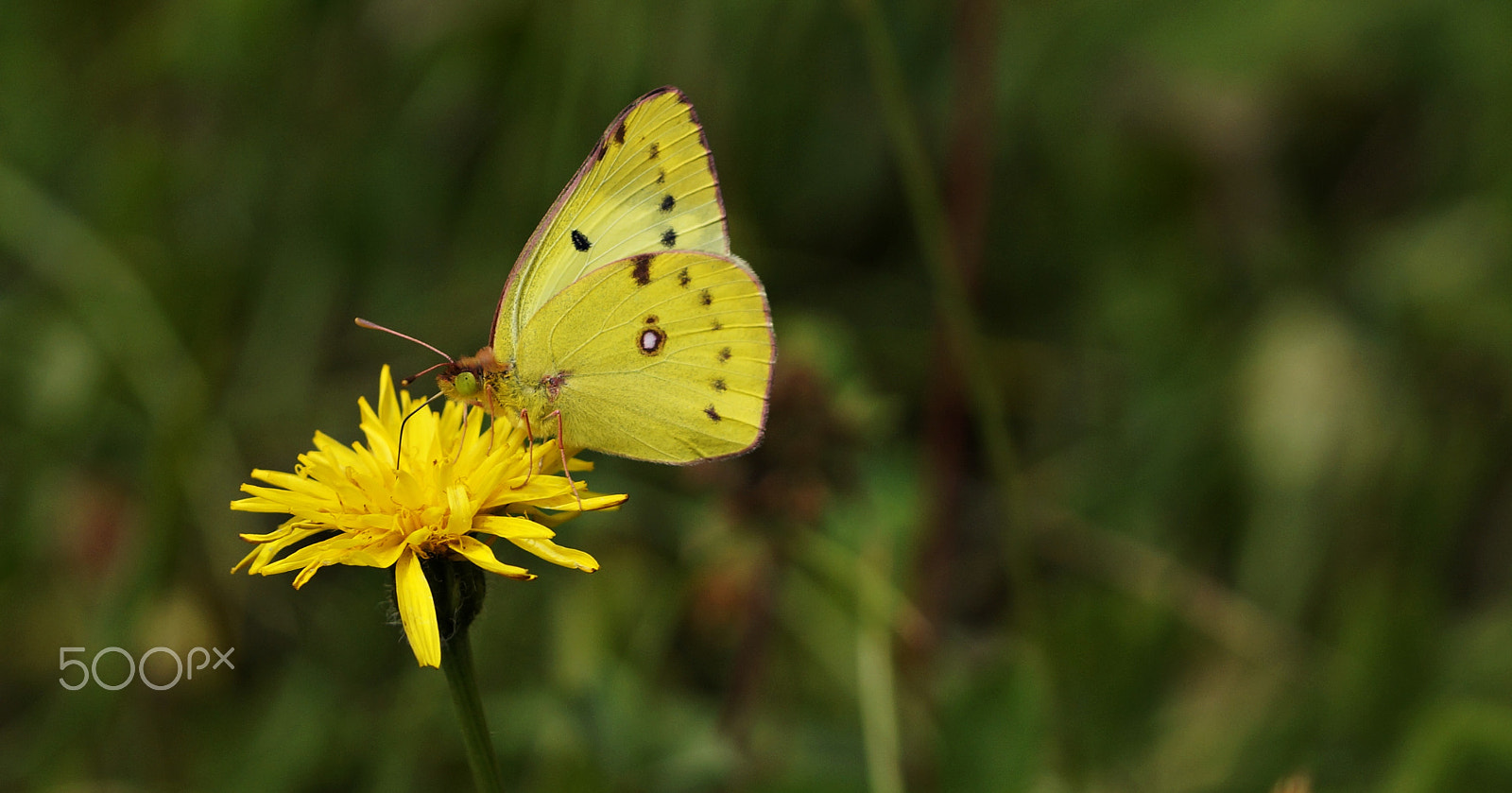 90mm F2.8 Macro SSM sample photo. Yellow butterfly photography