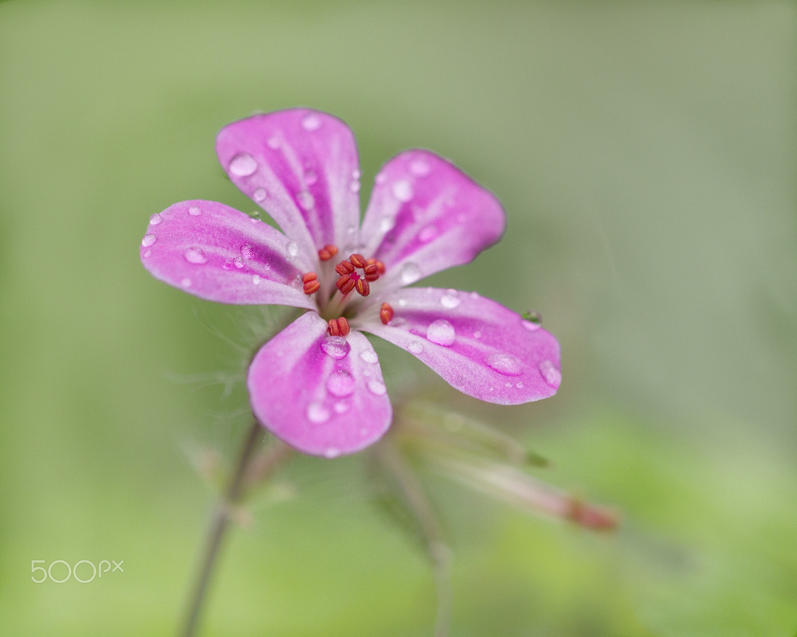 Sigma 105mm F2.8 EX DG OS HSM sample photo. Solitude photography