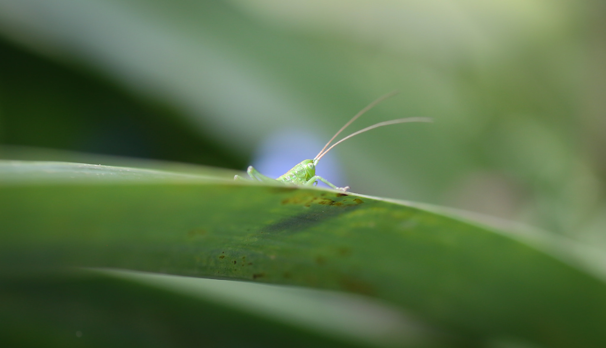 Canon EOS 650D (EOS Rebel T4i / EOS Kiss X6i) + Tamron SP AF 90mm F2.8 Di Macro sample photo. Green photography