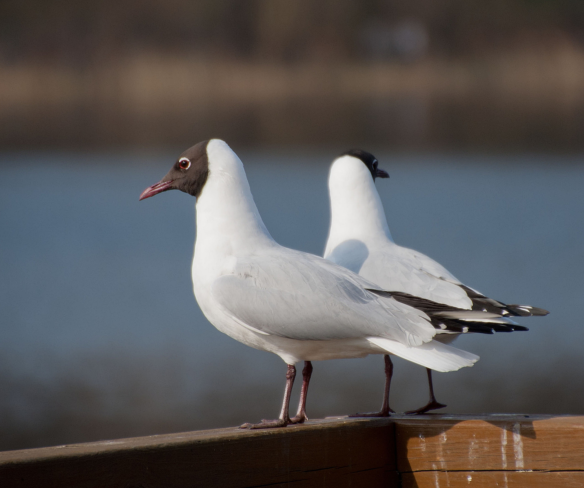 Sony Alpha DSLR-A300 + DT 18-270mm F3.5-6.3 SSM sample photo. Wypatrują wiosny photography