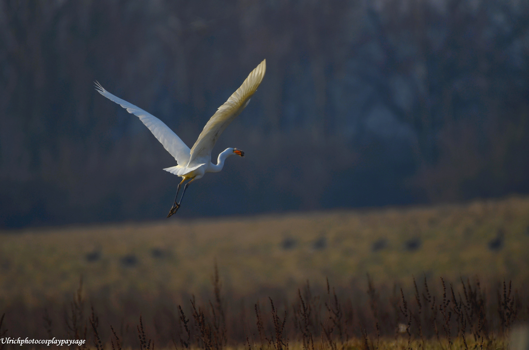 Nikon AF-S Nikkor 200-500mm F5.6E ED VR sample photo. Grue photography