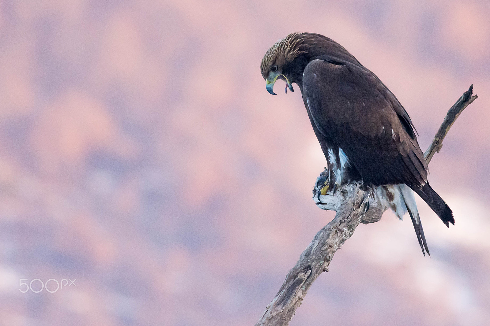 Nikon D7200 + Nikon AF-S Nikkor 300mm F4D ED-IF sample photo. Orel skalen(of ) photography