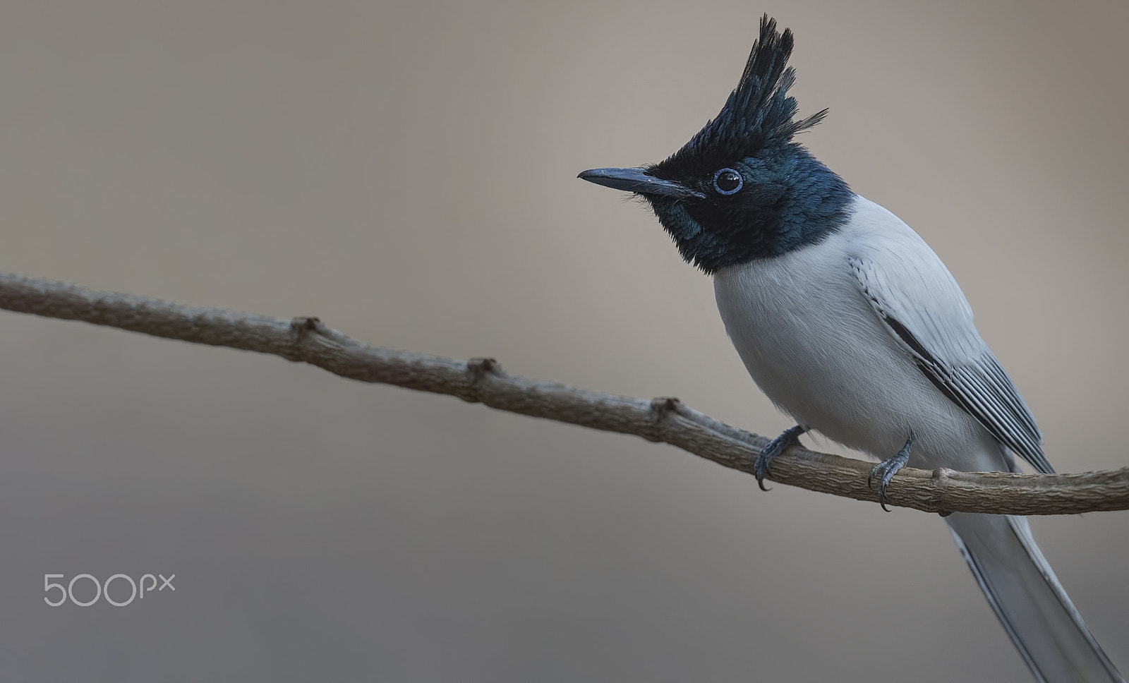 Nikon D750 sample photo. Indian paradise flycatcher photography