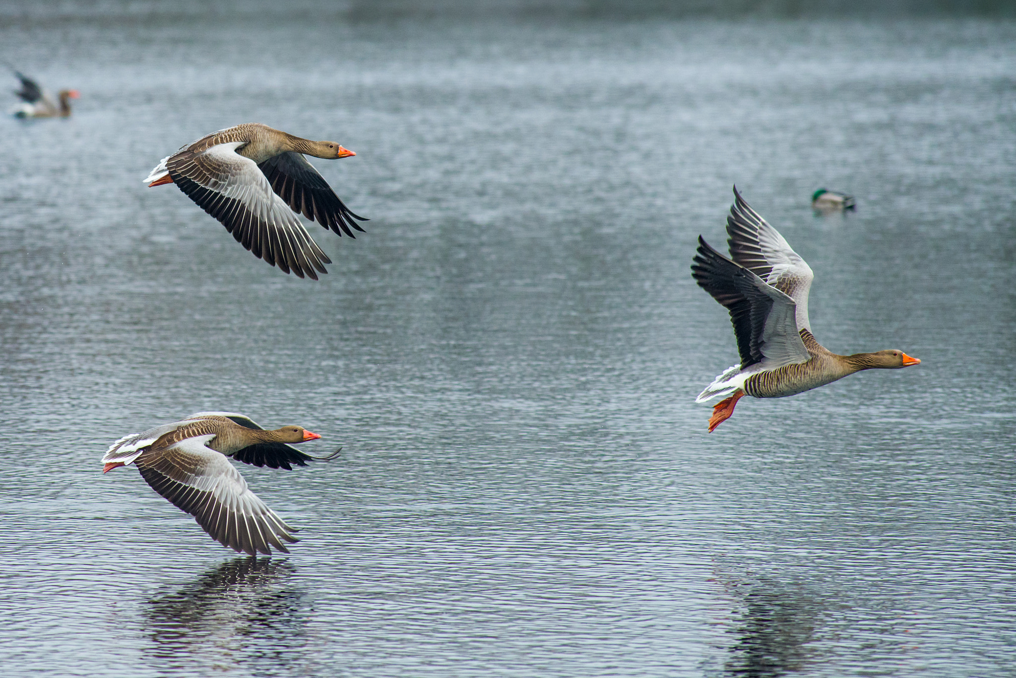 Pentax smc DA* 300mm F4.0 ED (IF) SDM sample photo. More geese photography