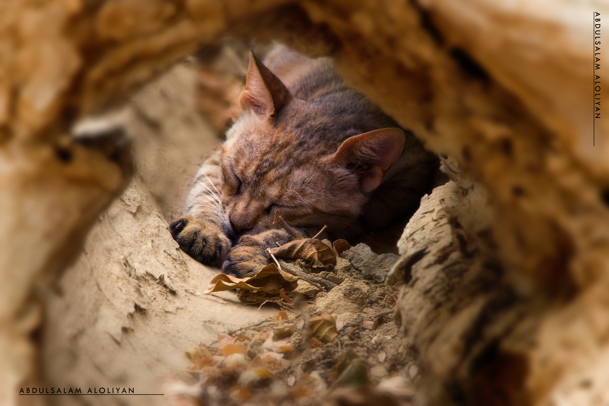Sigma 150-500mm F5-6.3 DG OS HSM sample photo. Cat and tree photography