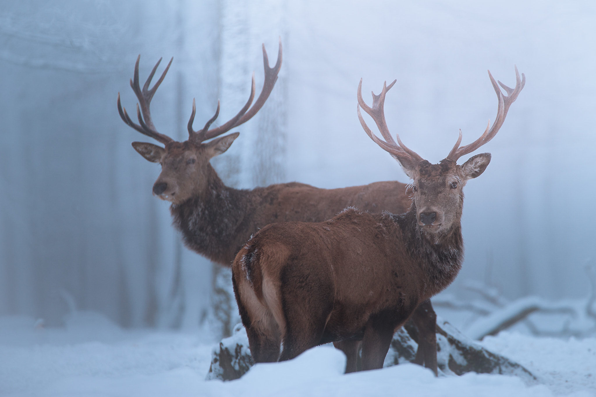 150-600mm F5-6.2 OSS sample photo. ***frosty days*** photography