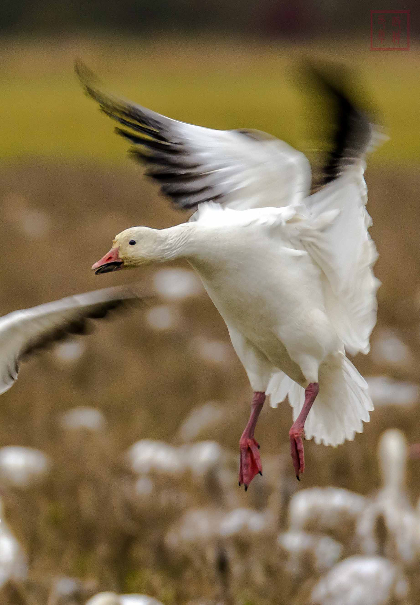 Nikon D7200 + Sigma 150-600mm F5-6.3 DG OS HSM | S sample photo. Dsc_7007-2.jpg photography