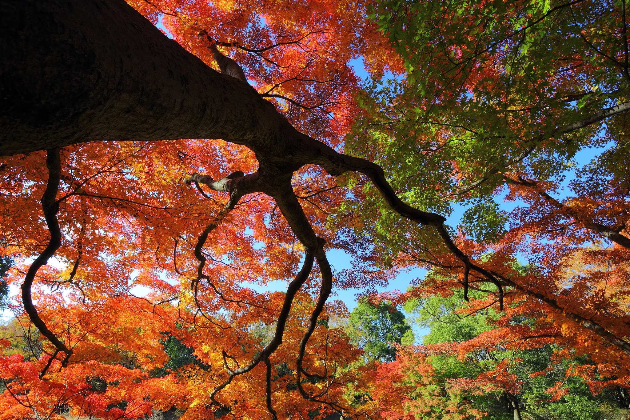 Canon EOS 550D (EOS Rebel T2i / EOS Kiss X4) sample photo. Red leaves in tokyo photography