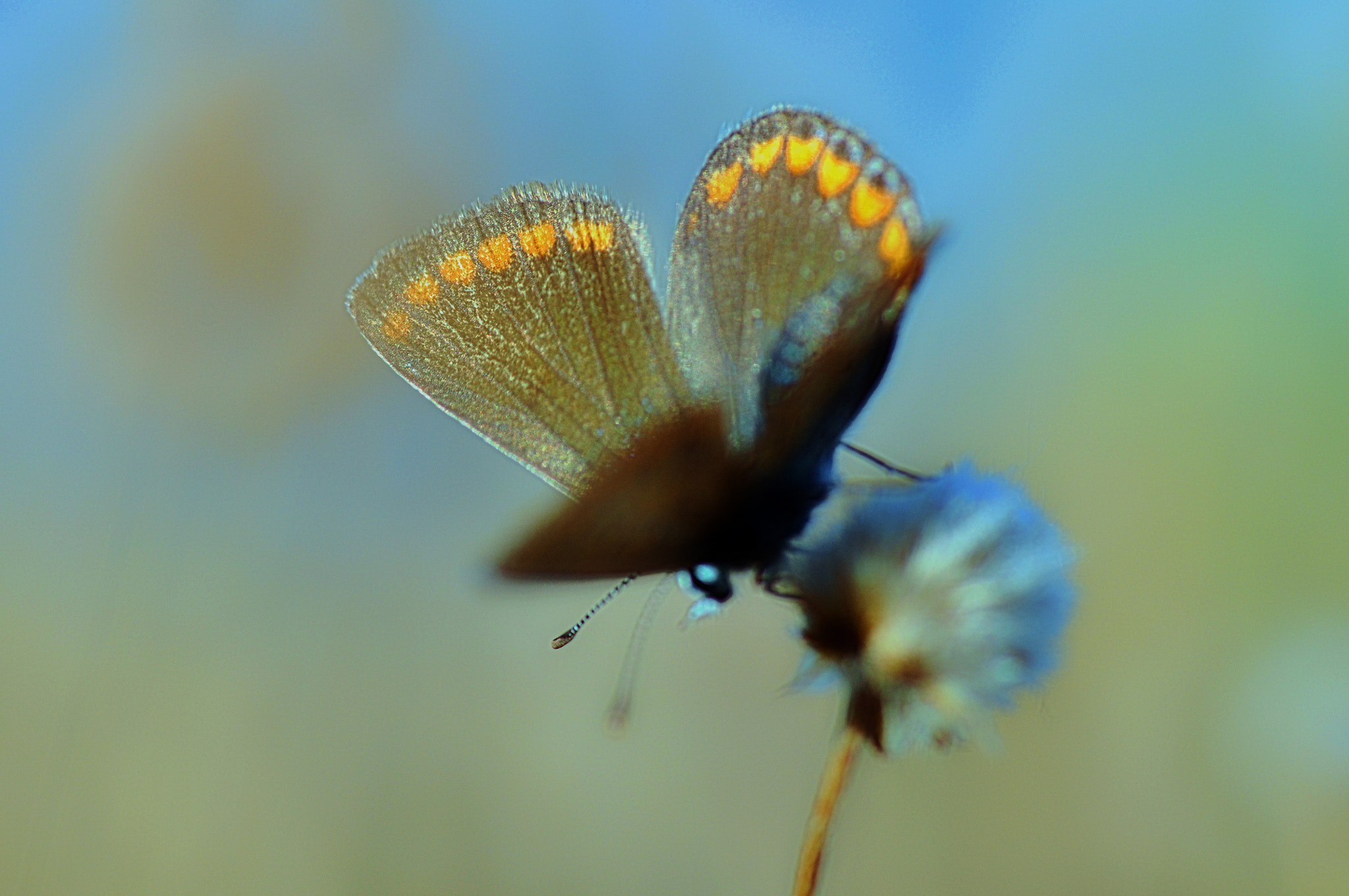 Nikon D5000 sample photo. Butterfly photography