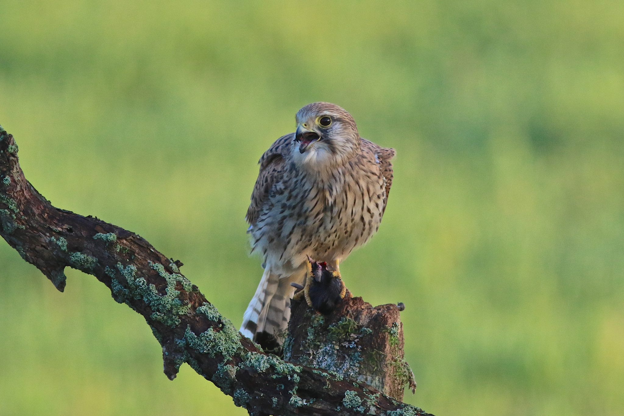 Canon EF 300mm F4L IS USM sample photo. Kesrel photography