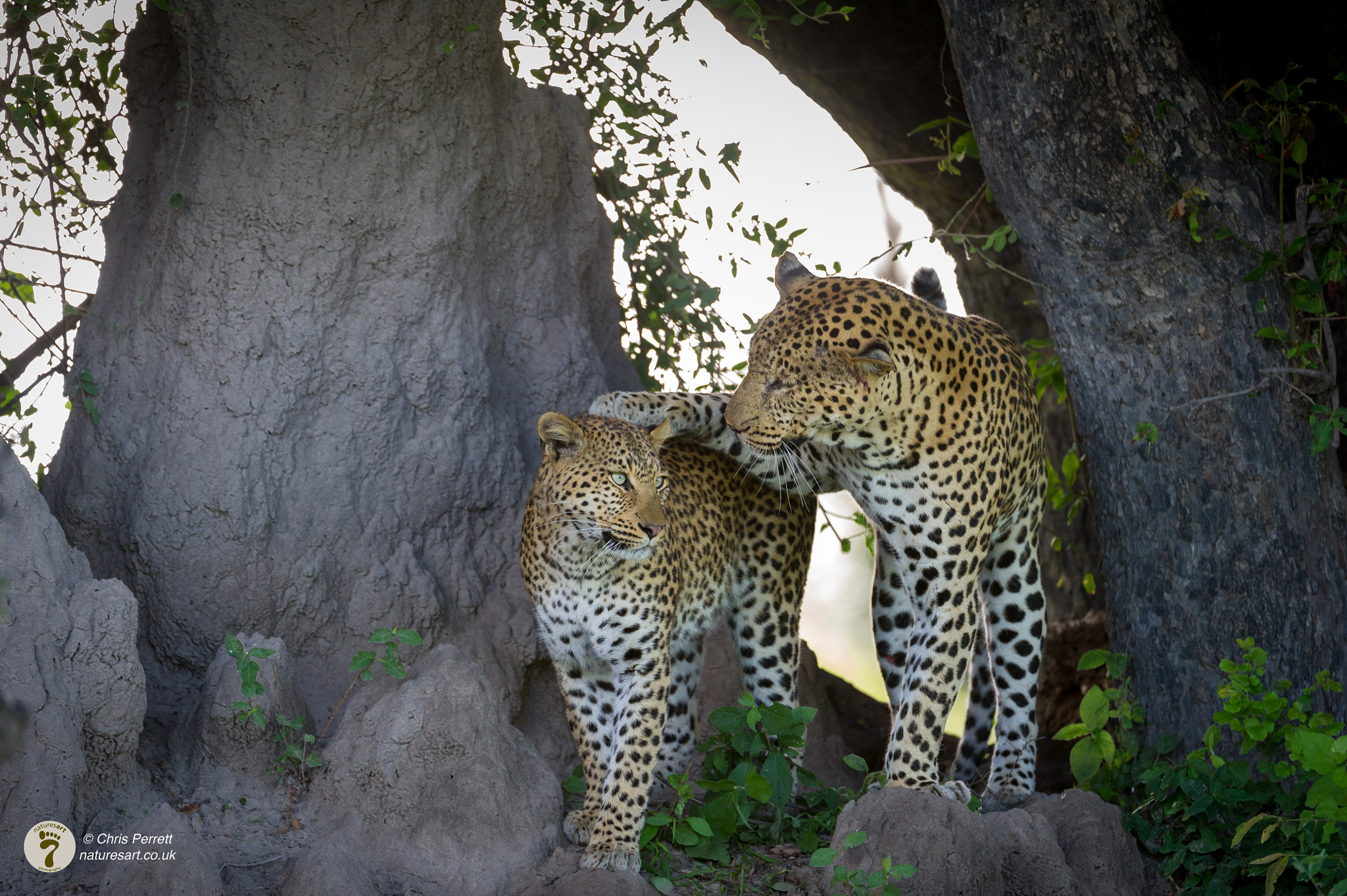 Nikon AF-S Nikkor 200-400mm F4G ED-IF VR sample photo. True love photography