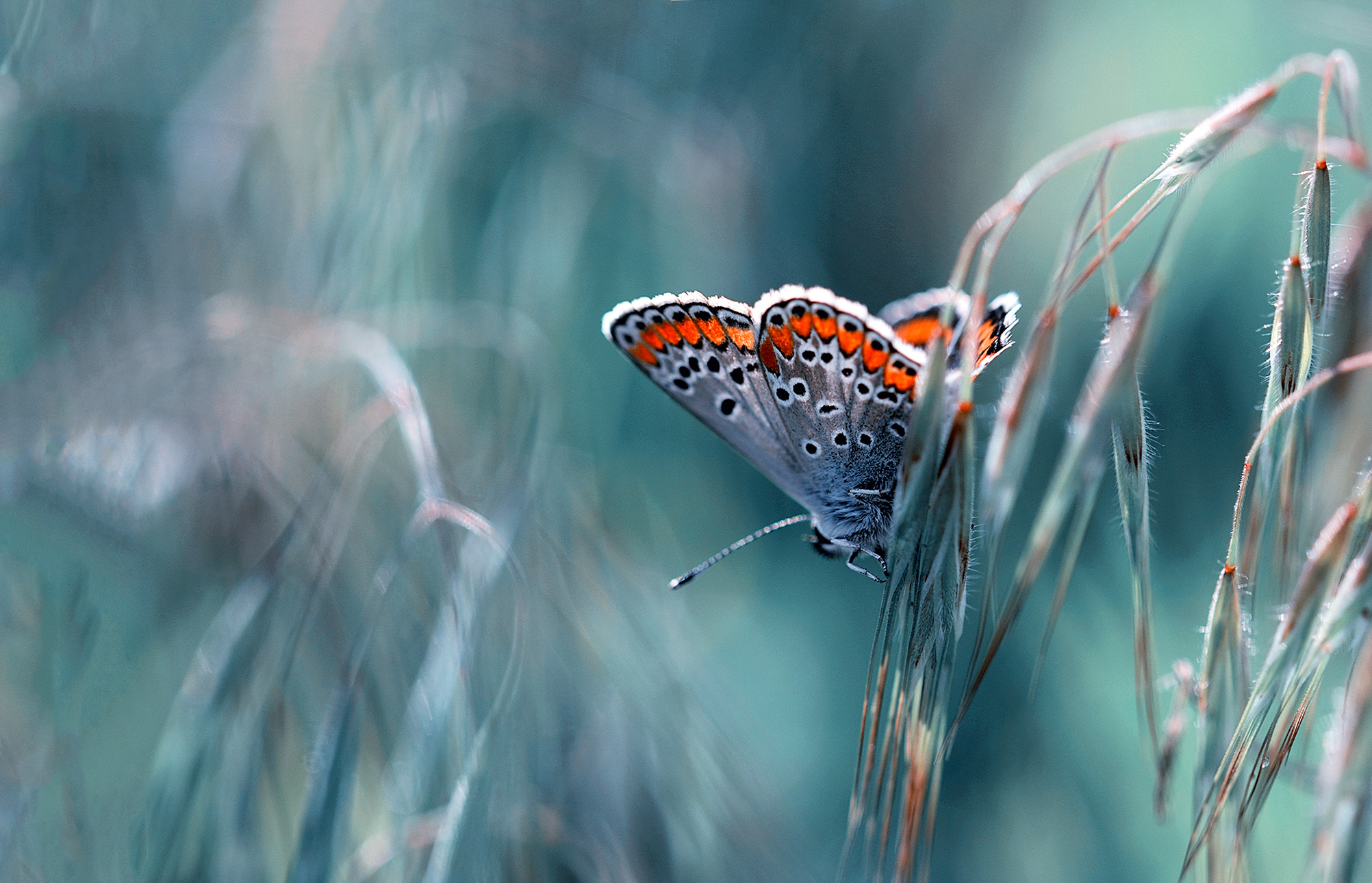 Canon EF 100mm F2.8 Macro USM sample photo. Blue photography