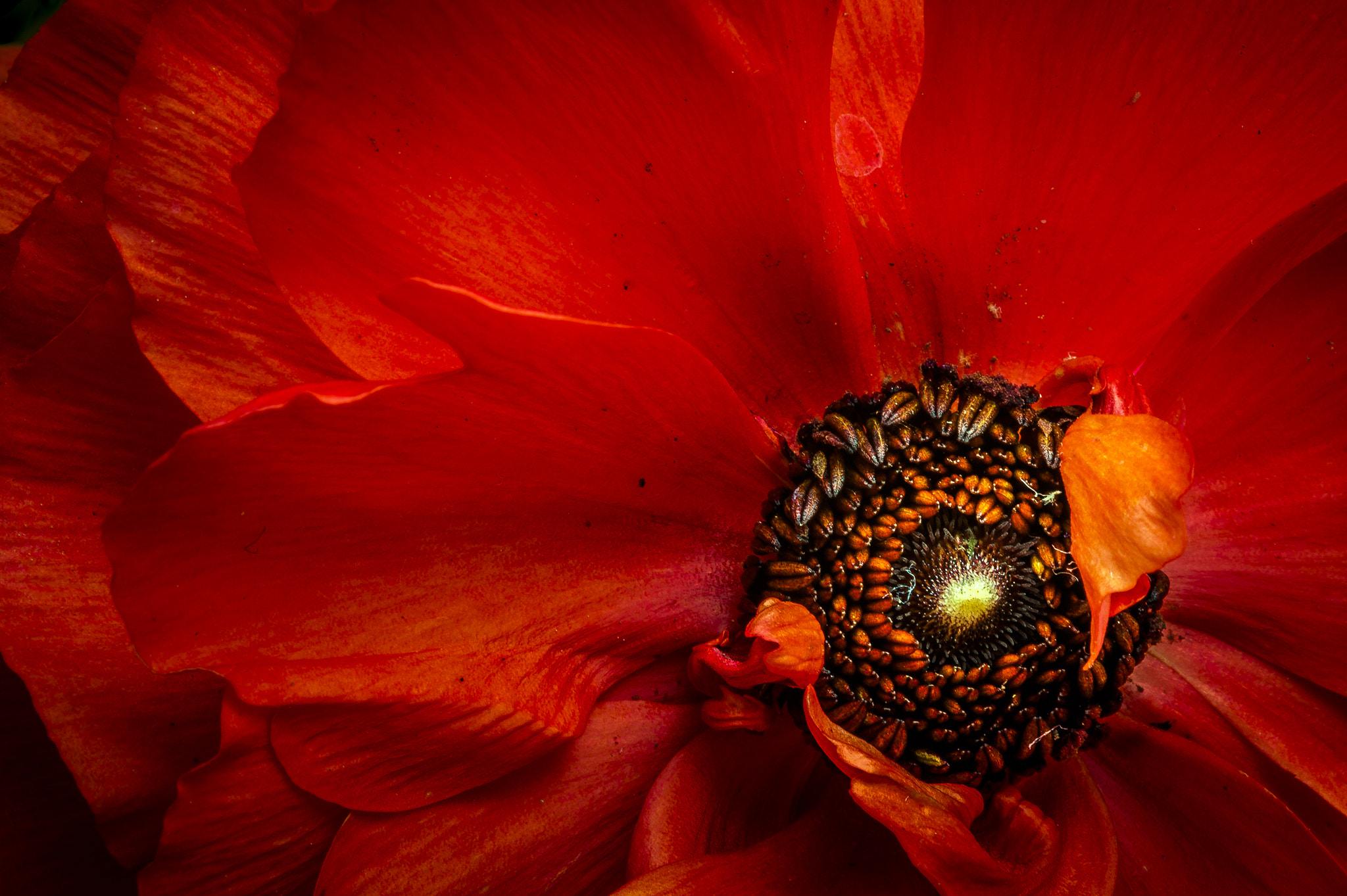 Canon EF 100mm F2.8 Macro USM sample photo. Red ranunculus photography