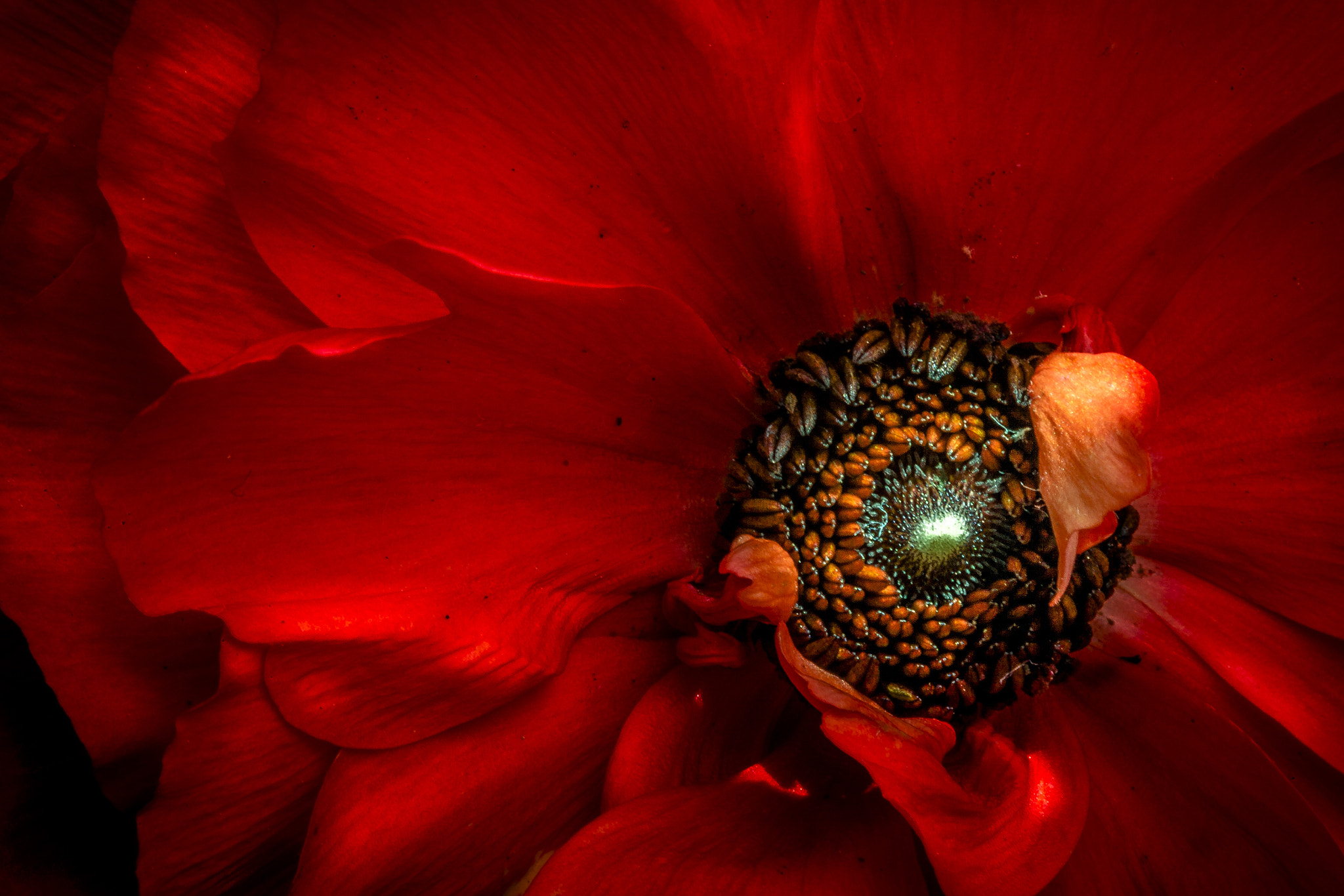 Canon EF 100mm F2.8 Macro USM sample photo. Red ranunculus photography