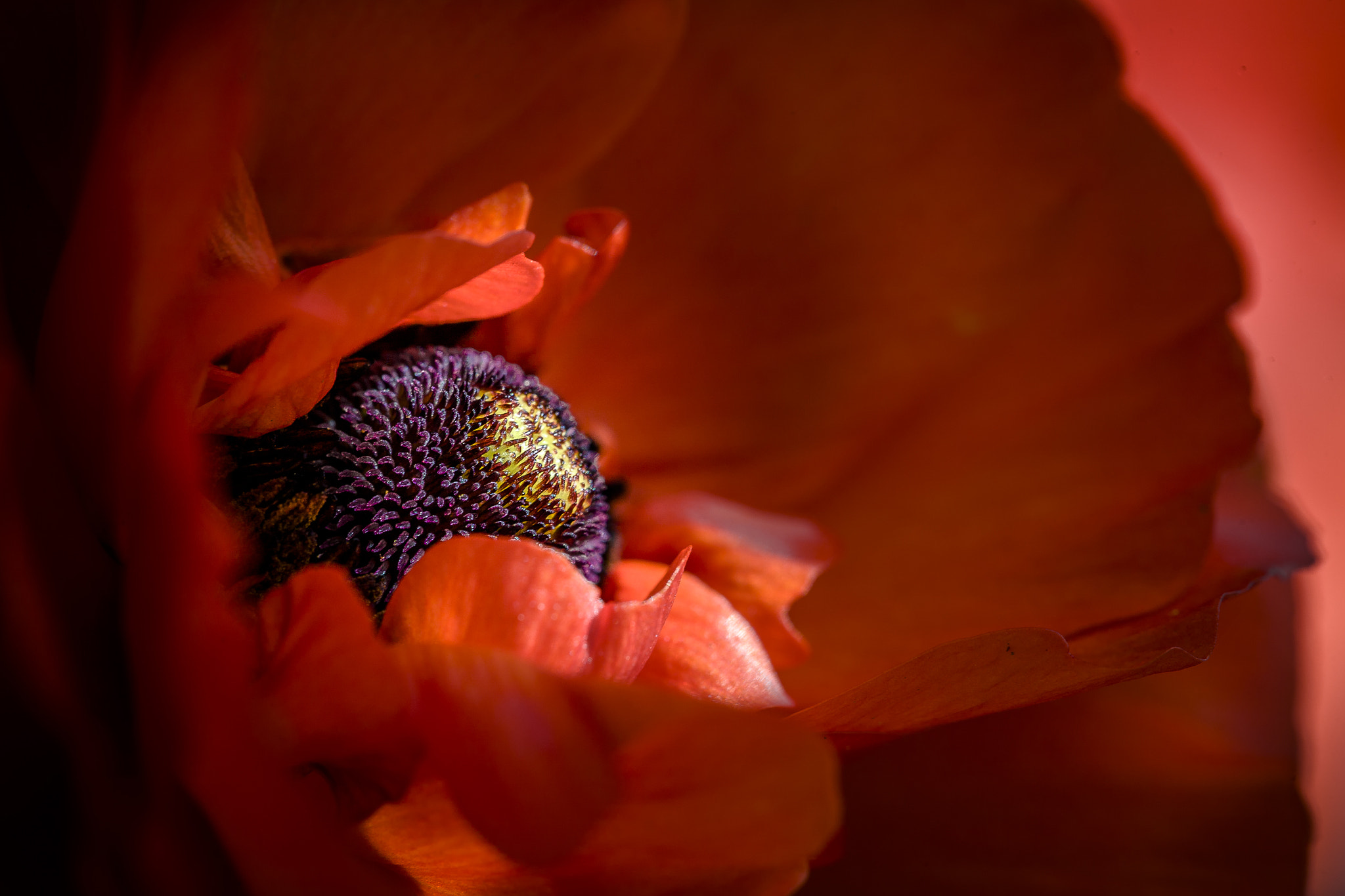 Canon EF 100mm F2.8 Macro USM sample photo. Red ranunculus photography