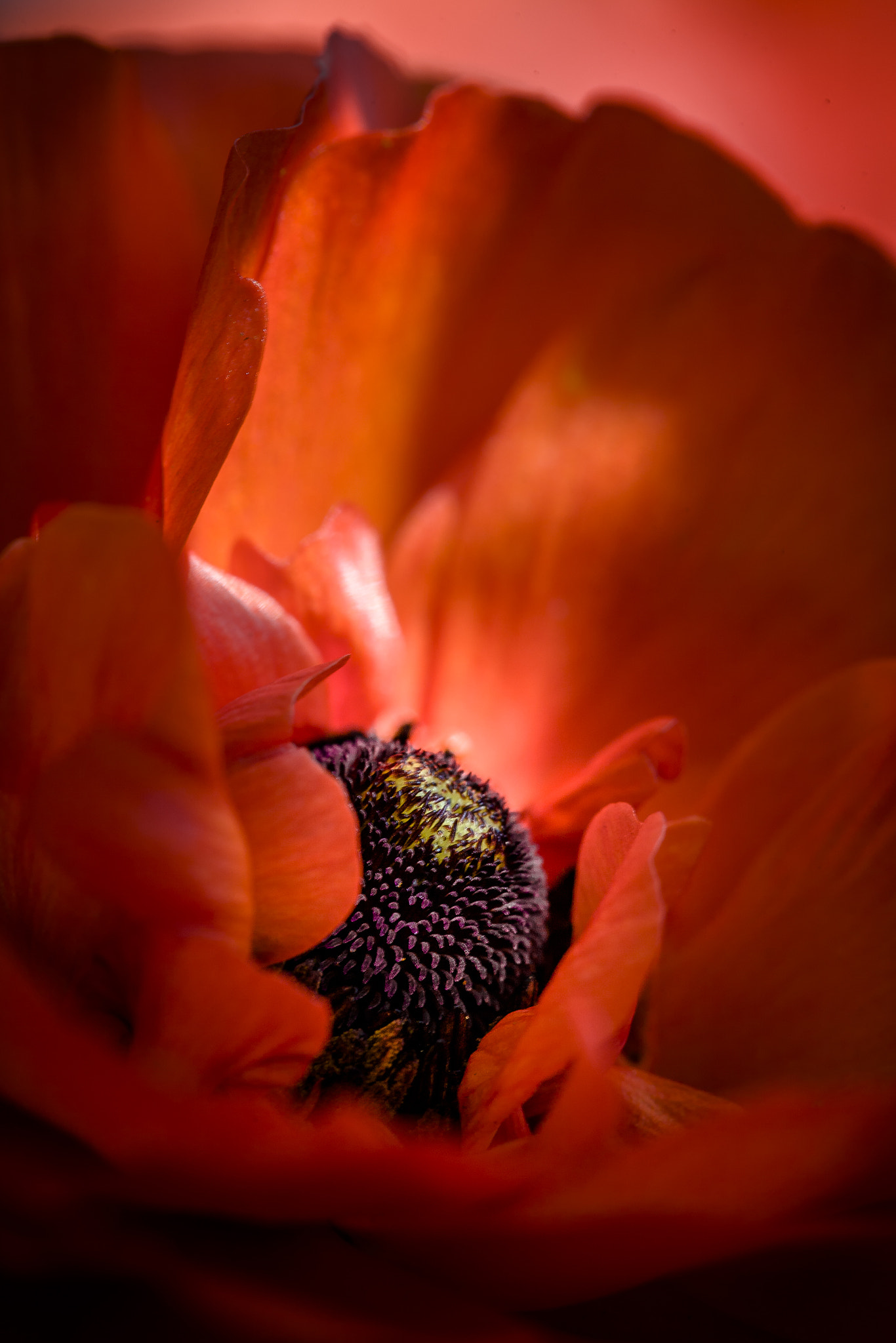Canon EF 100mm F2.8 Macro USM sample photo. Red ranunculus photography