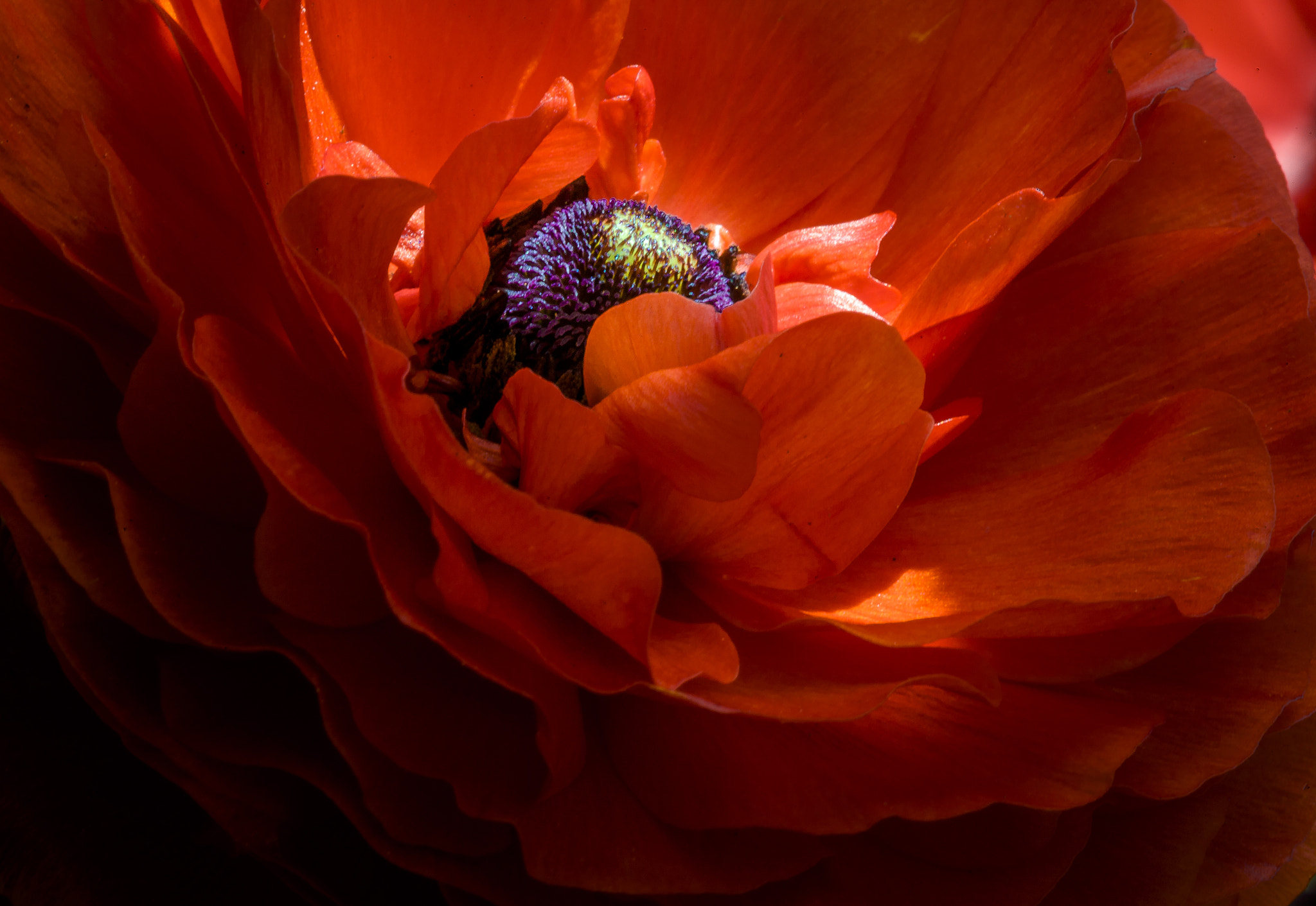 Canon EF 100mm F2.8 Macro USM sample photo. Red ranunculus photography