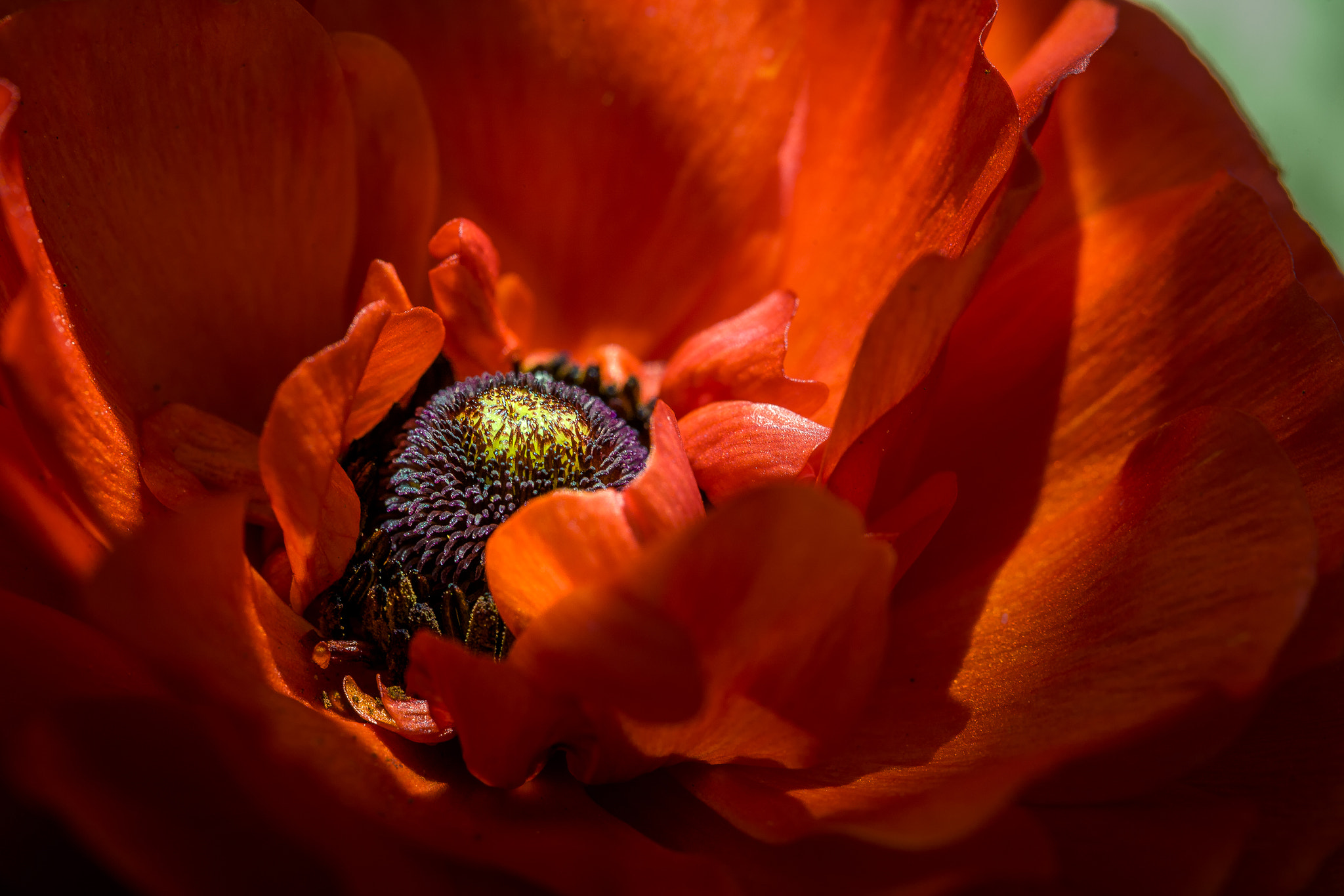 Canon EOS 5D + Canon EF 100mm F2.8 Macro USM sample photo. Red ranunculus photography