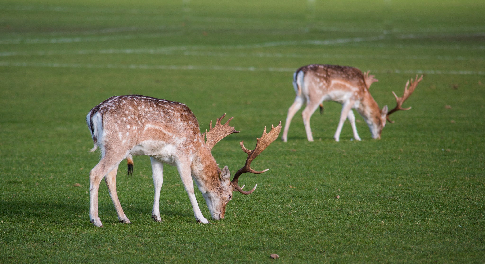 Canon EOS 70D + Sigma 50-500mm F4.5-6.3 DG OS HSM sample photo. Deers photography