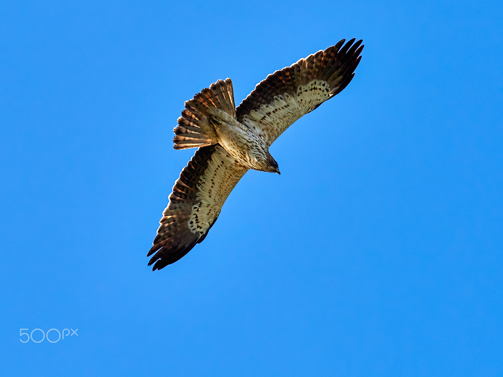 M.300mm F4.0 + MC-14 sample photo. Aquila pennata photography