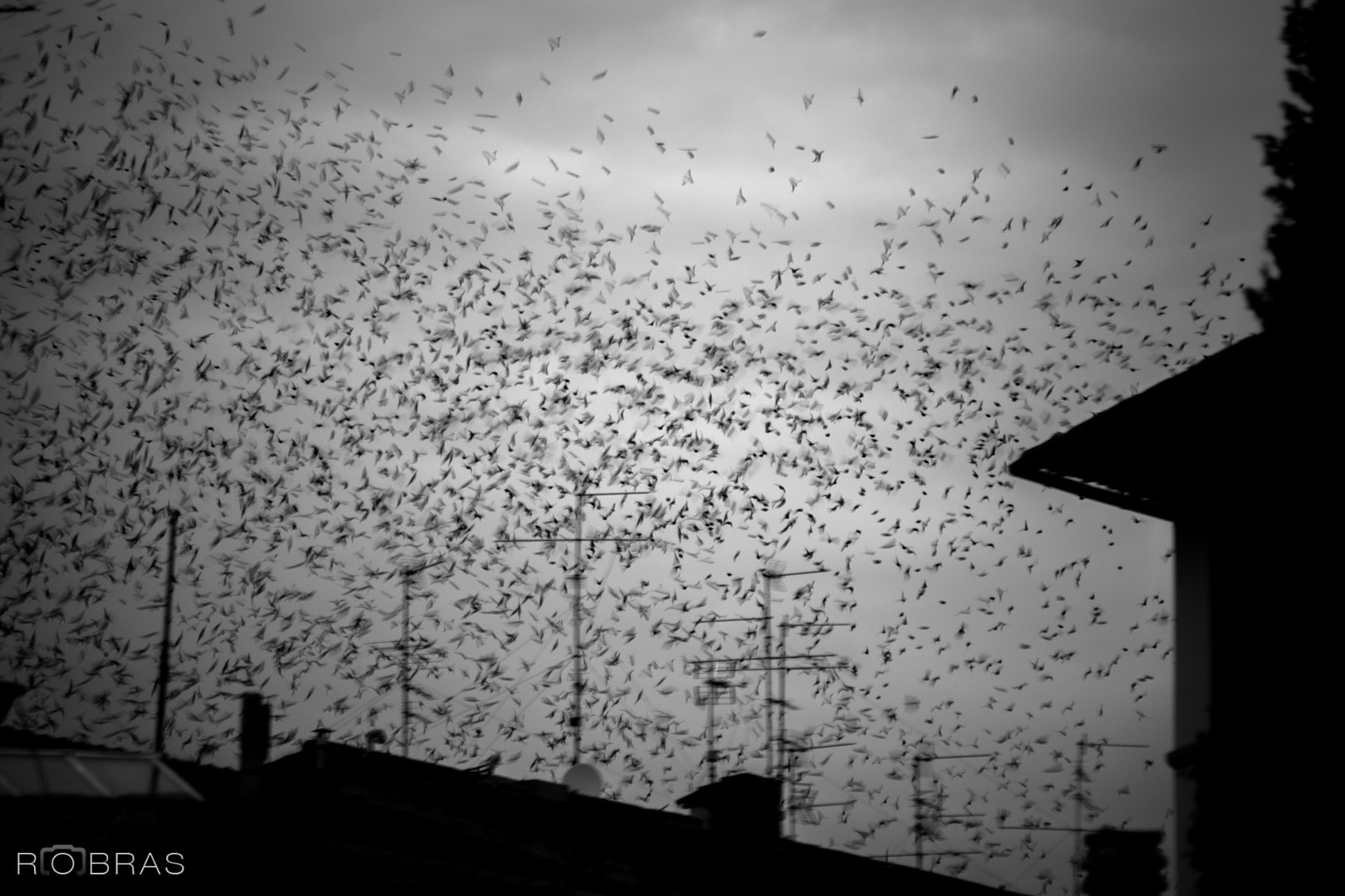 Canon EOS 6D sample photo. The birds (www.robras.it) photography