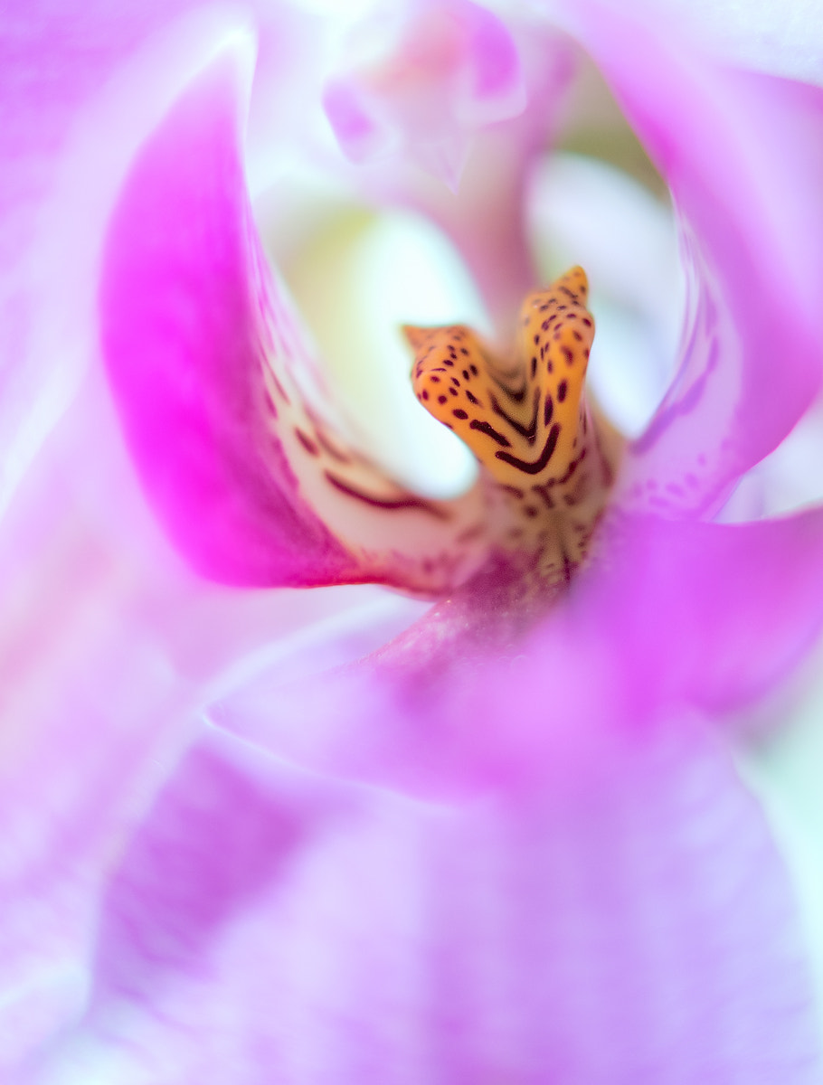 Nikon D5300 + Nikon AF-S Nikkor 28mm F1.8G sample photo. Orchidee photography