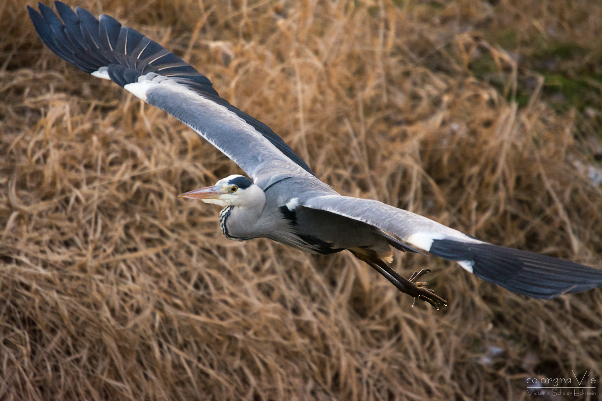 Sigma 70-200mm F2.8 EX DG OS HSM sample photo. Grey heron photography