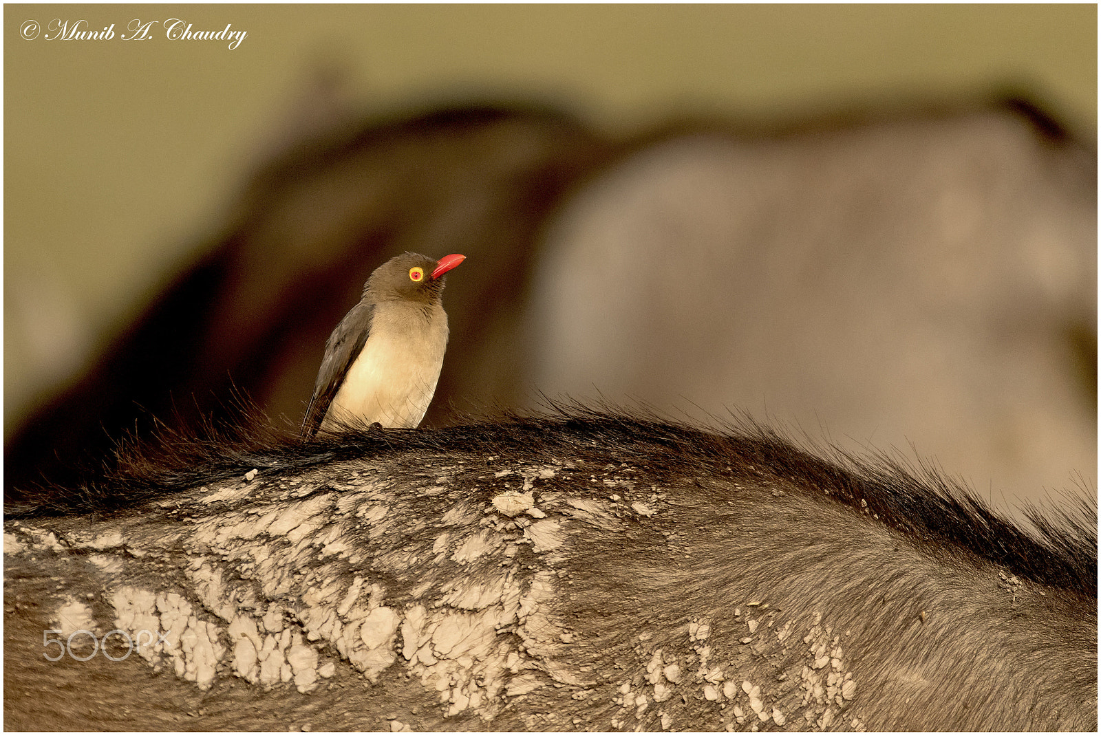 Canon EOS 7D Mark II + Canon EF 200-400mm F4L IS USM Extender 1.4x sample photo. The buffalo pecker! photography