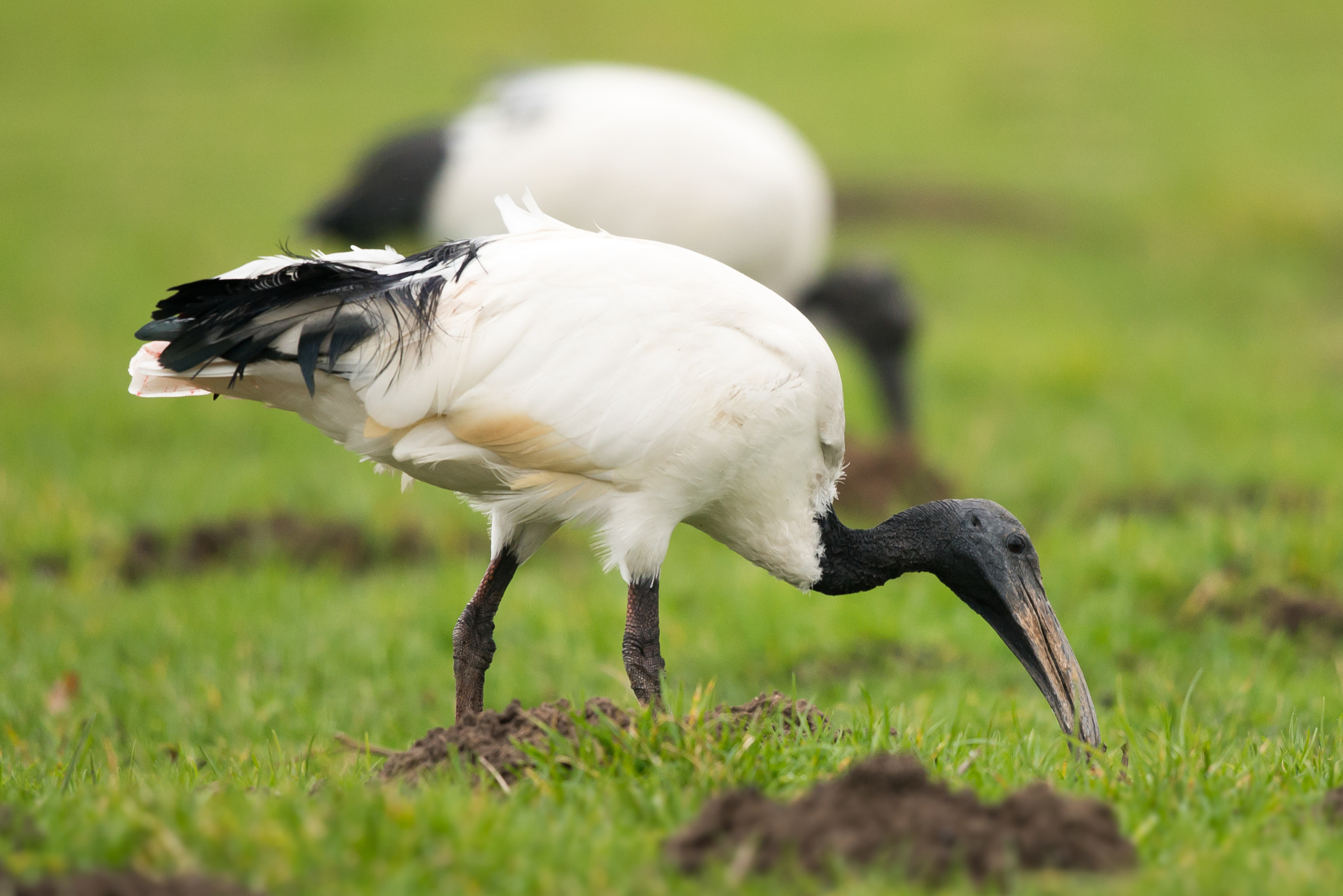 Nikon D610 sample photo. Sacred ibis photography