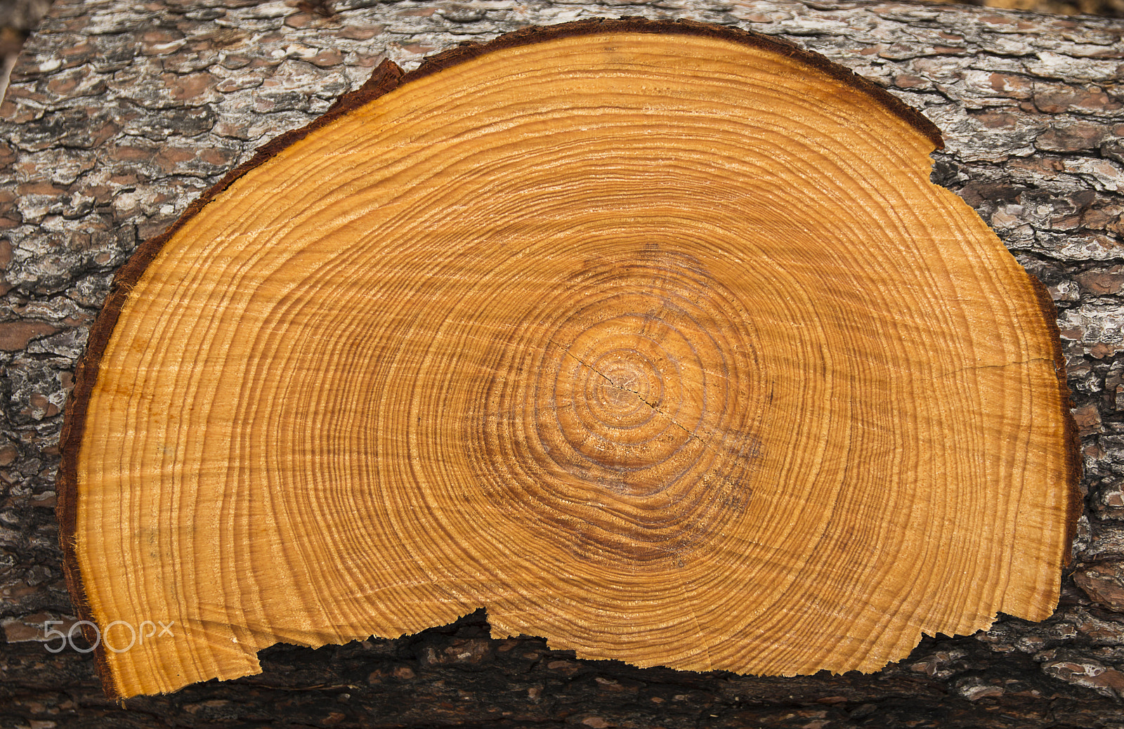 Sigma 17-70mm F2.8-4 DC Macro OS HSM | C sample photo. Wood photography