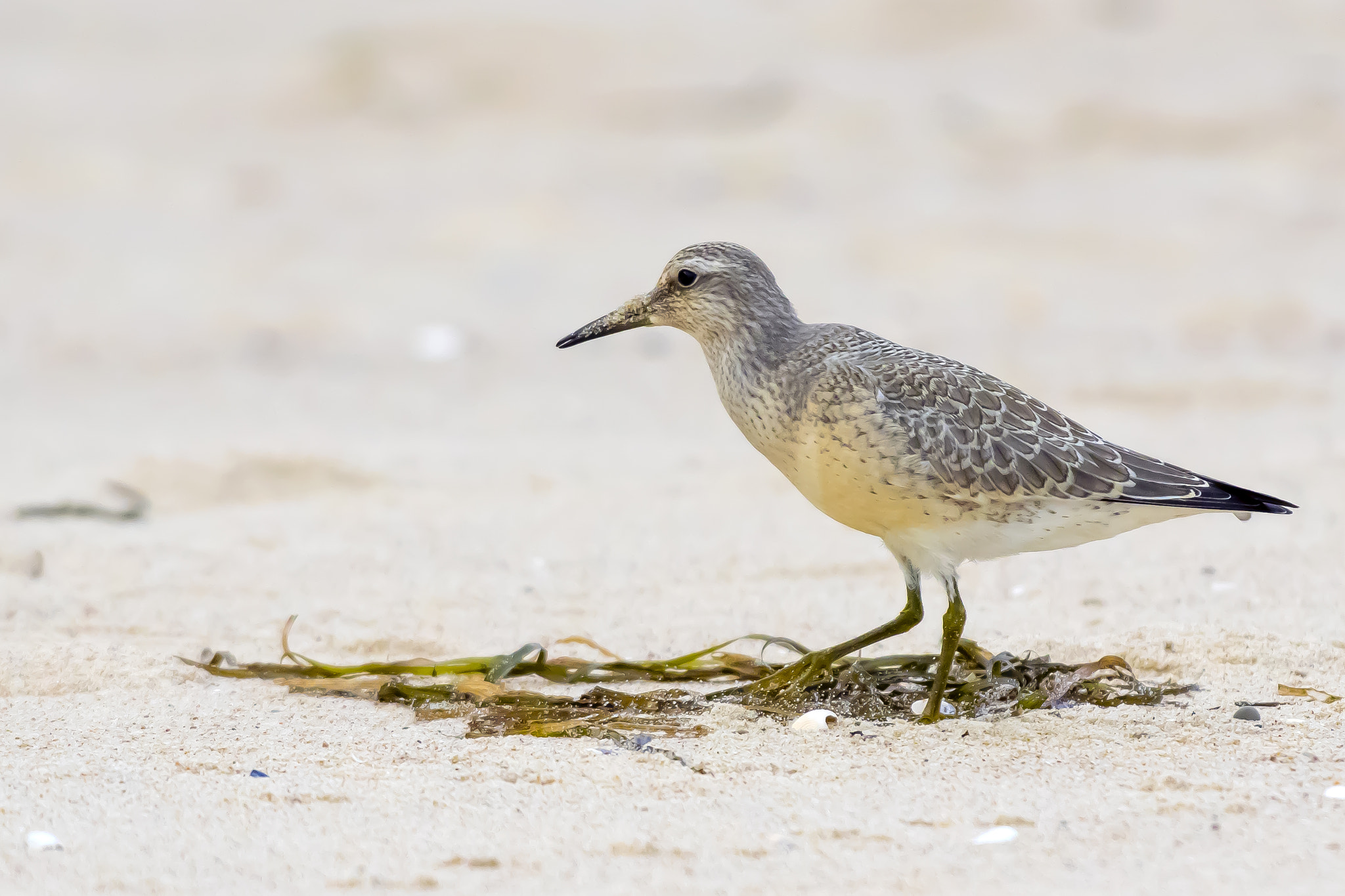Pentax K-3 sample photo. Red knot photography