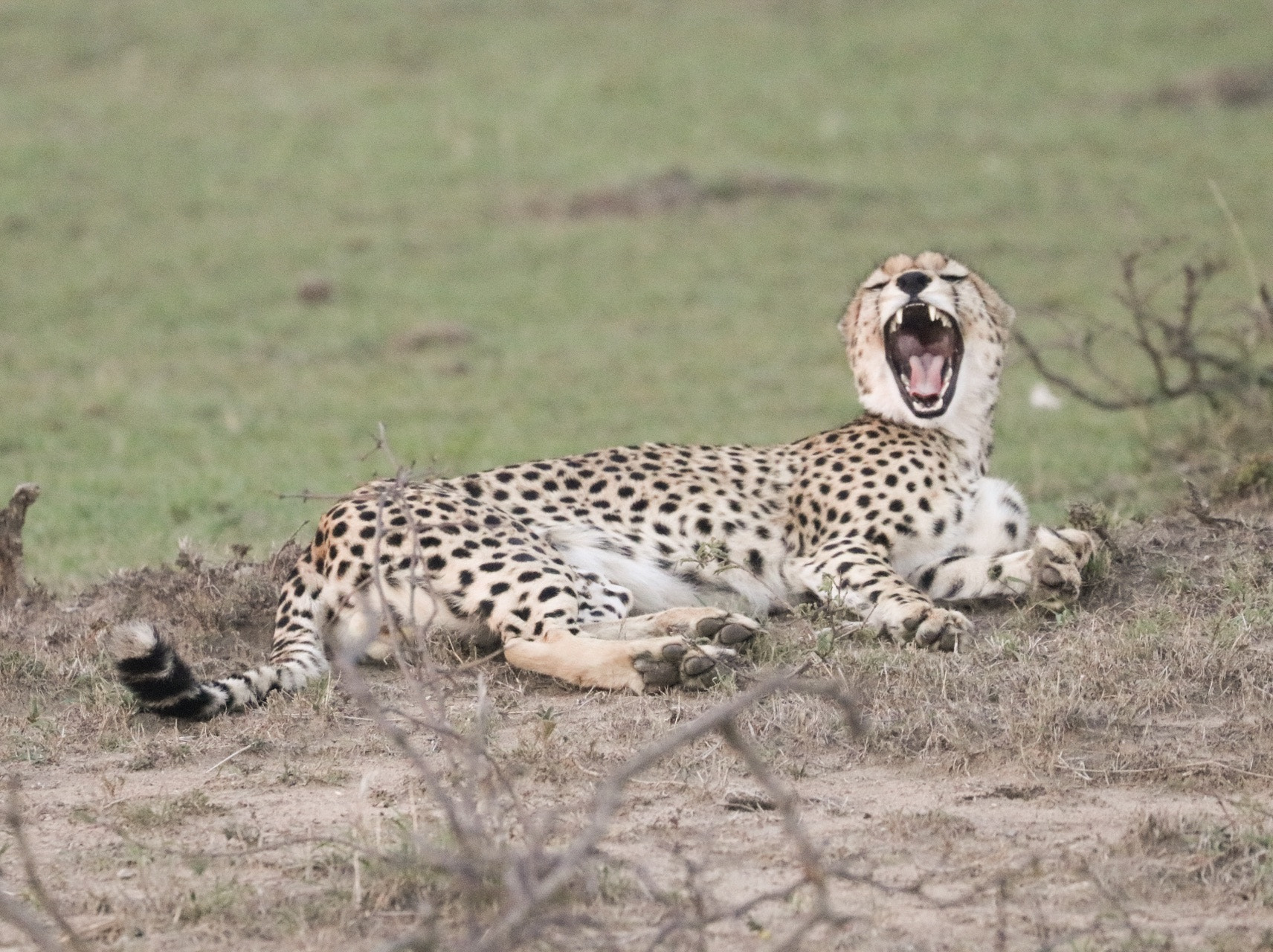 Canon EOS 80D sample photo. Cheetah in masai mara national reserve photography