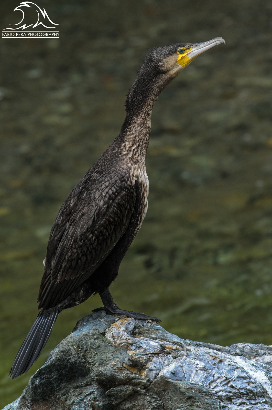 Pentax K-3 II sample photo. Cormorano photography