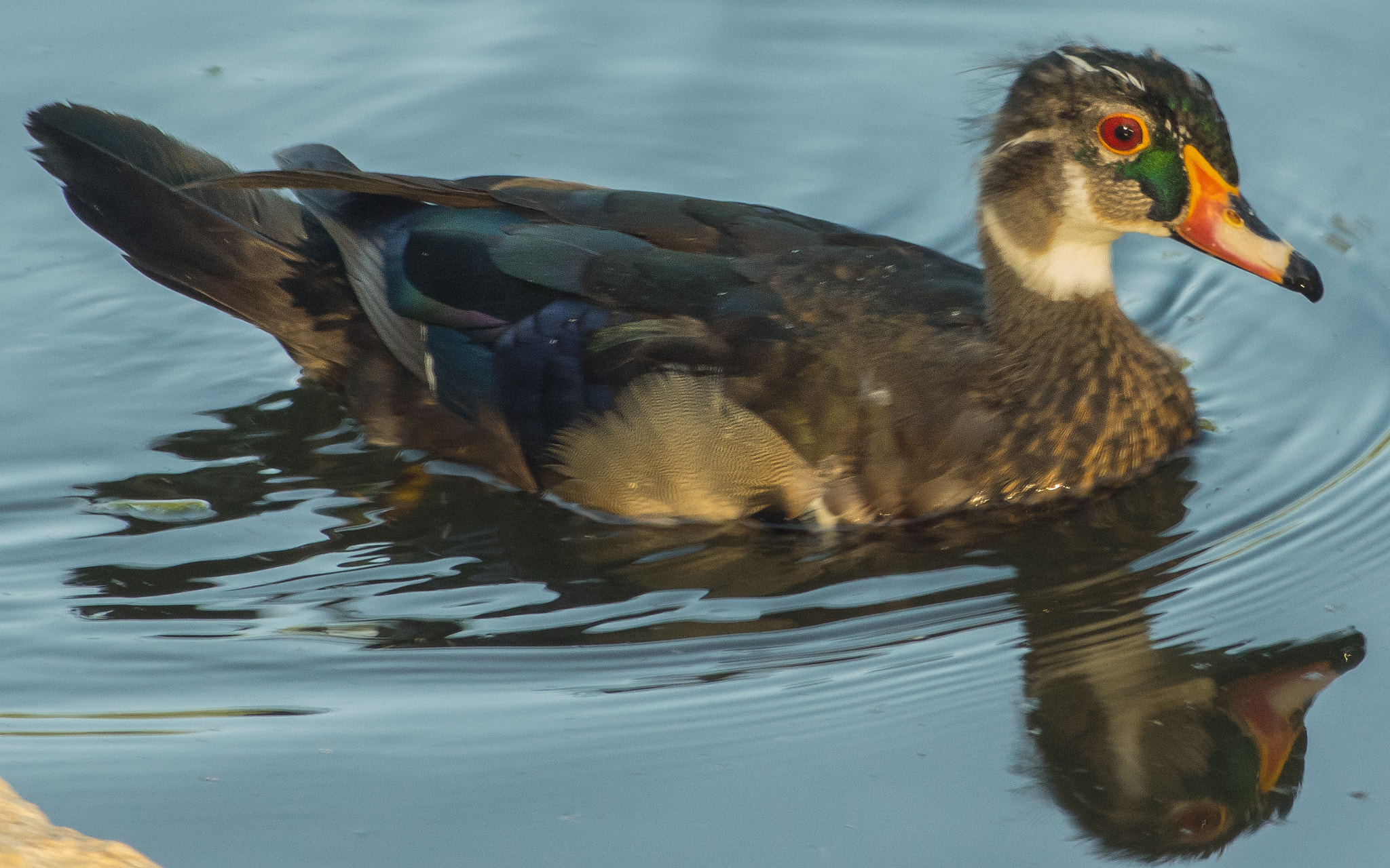 Pentax K-3 II + smc PENTAX-F 70-210mm F4-5.6 sample photo. Pond wood duck photography