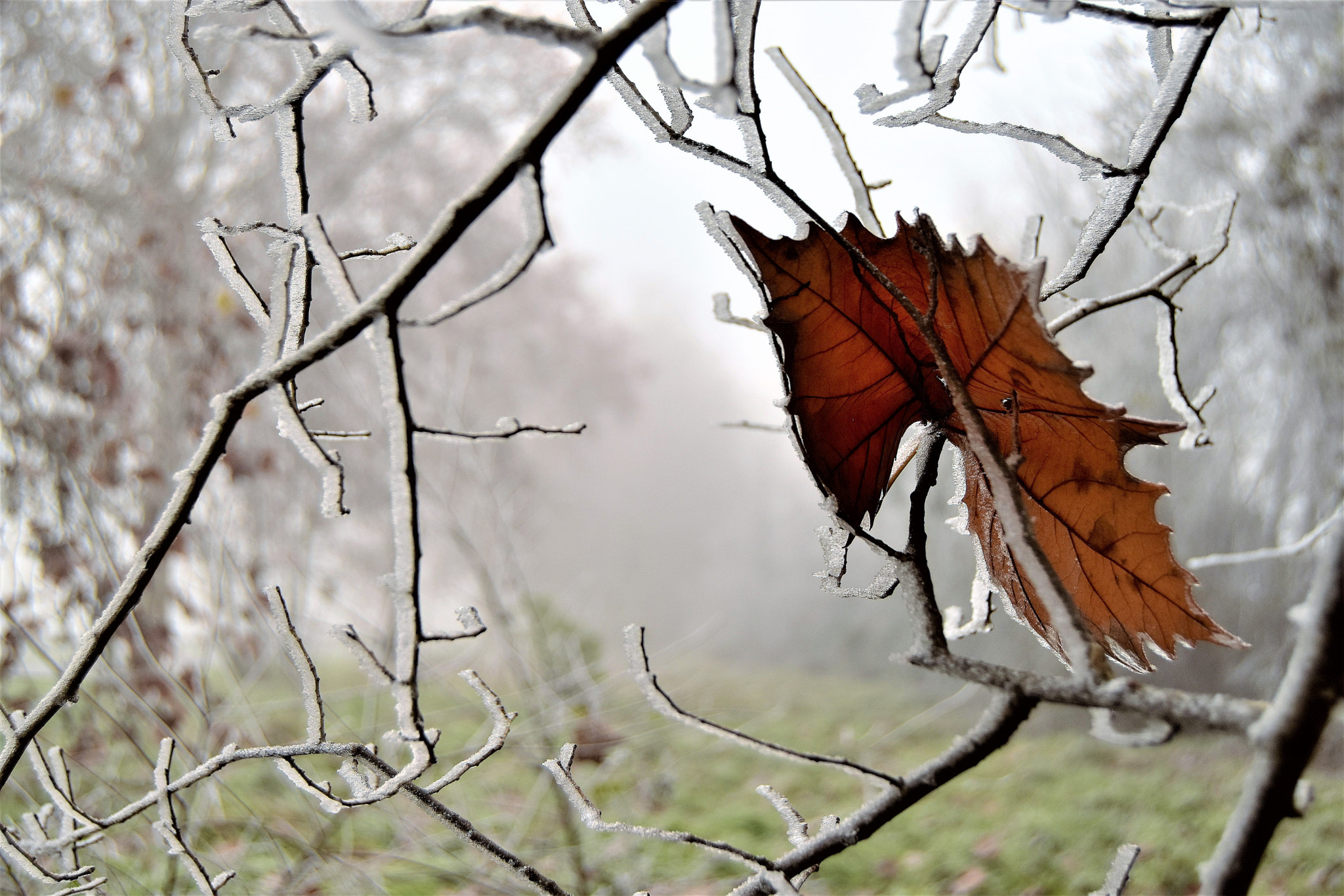 Nikon D5500 sample photo. Frost photography