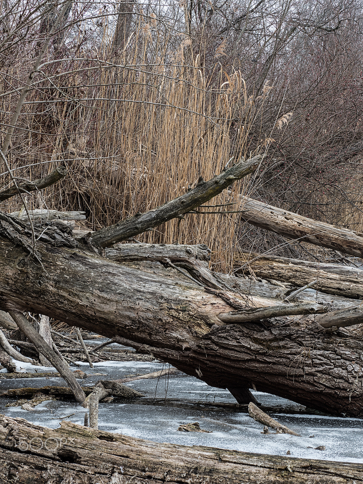 Olympus OM-D E-M5 II + Olympus M.Zuiko Digital ED 40-150mm F2.8 Pro sample photo. Lobau photography