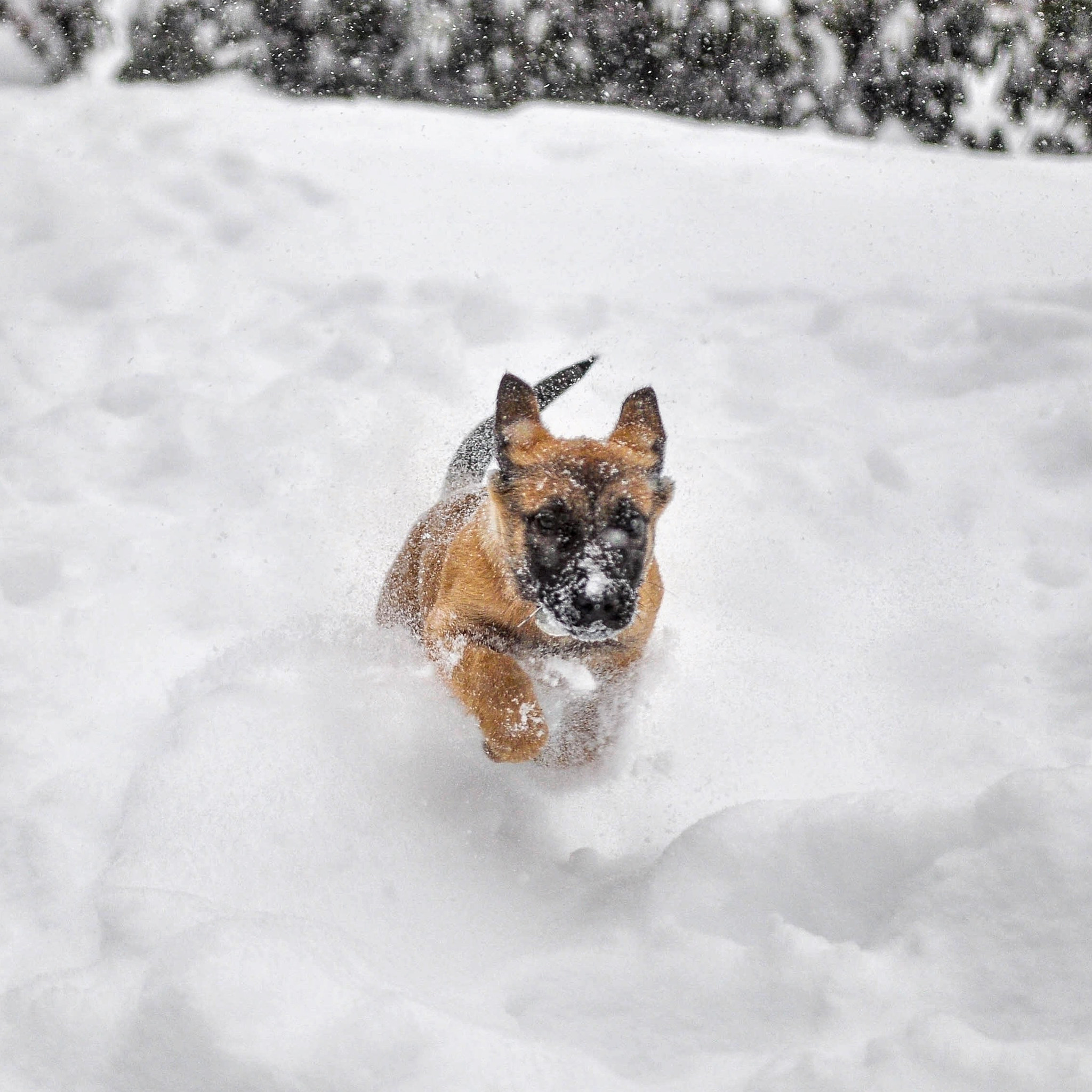 Nikon D90 + Sigma 18-35mm F1.8 DC HSM Art sample photo. Puppy cadence's first  new england snow storm. photography
