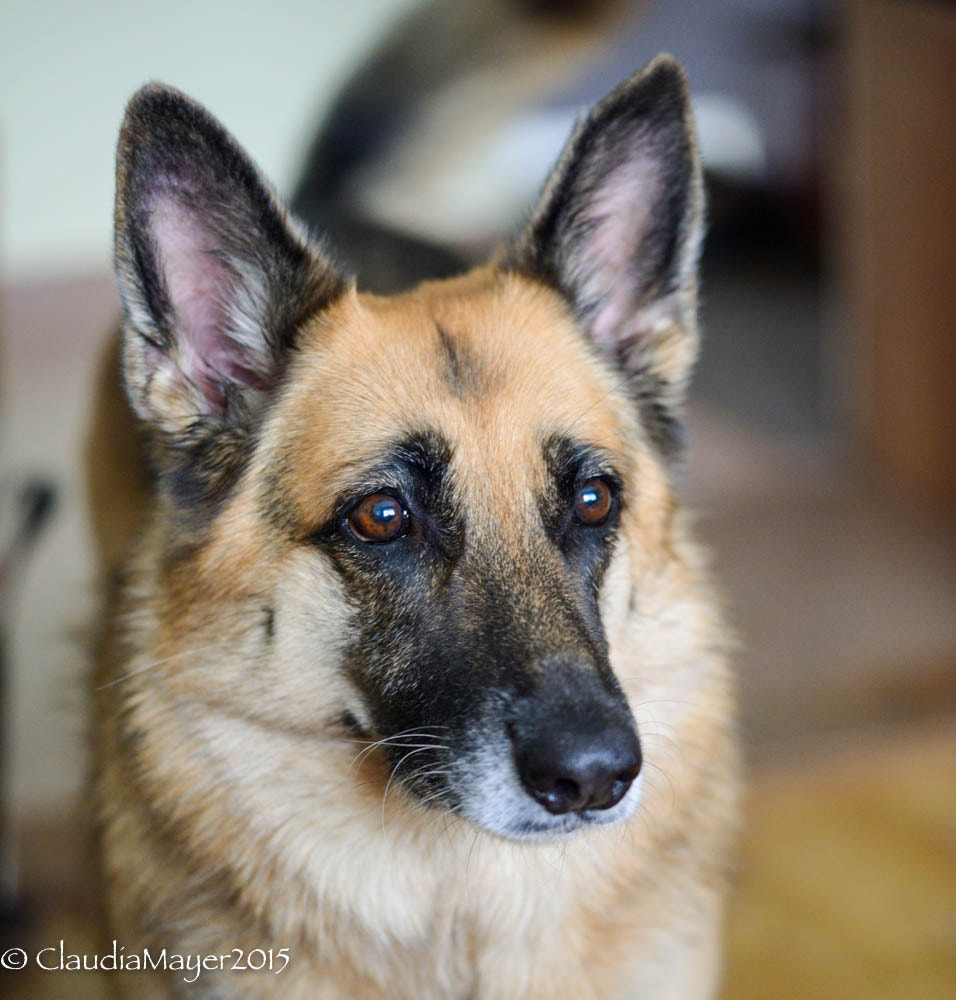 Sigma 105mm F2.8 EX DG OS HSM sample photo. German shepherd photography