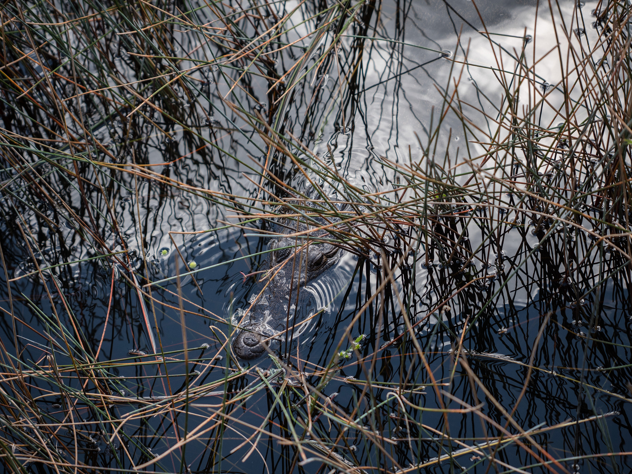 Panasonic Lumix G X Vario 35-100mm F2.8 OIS sample photo. Mexico photography