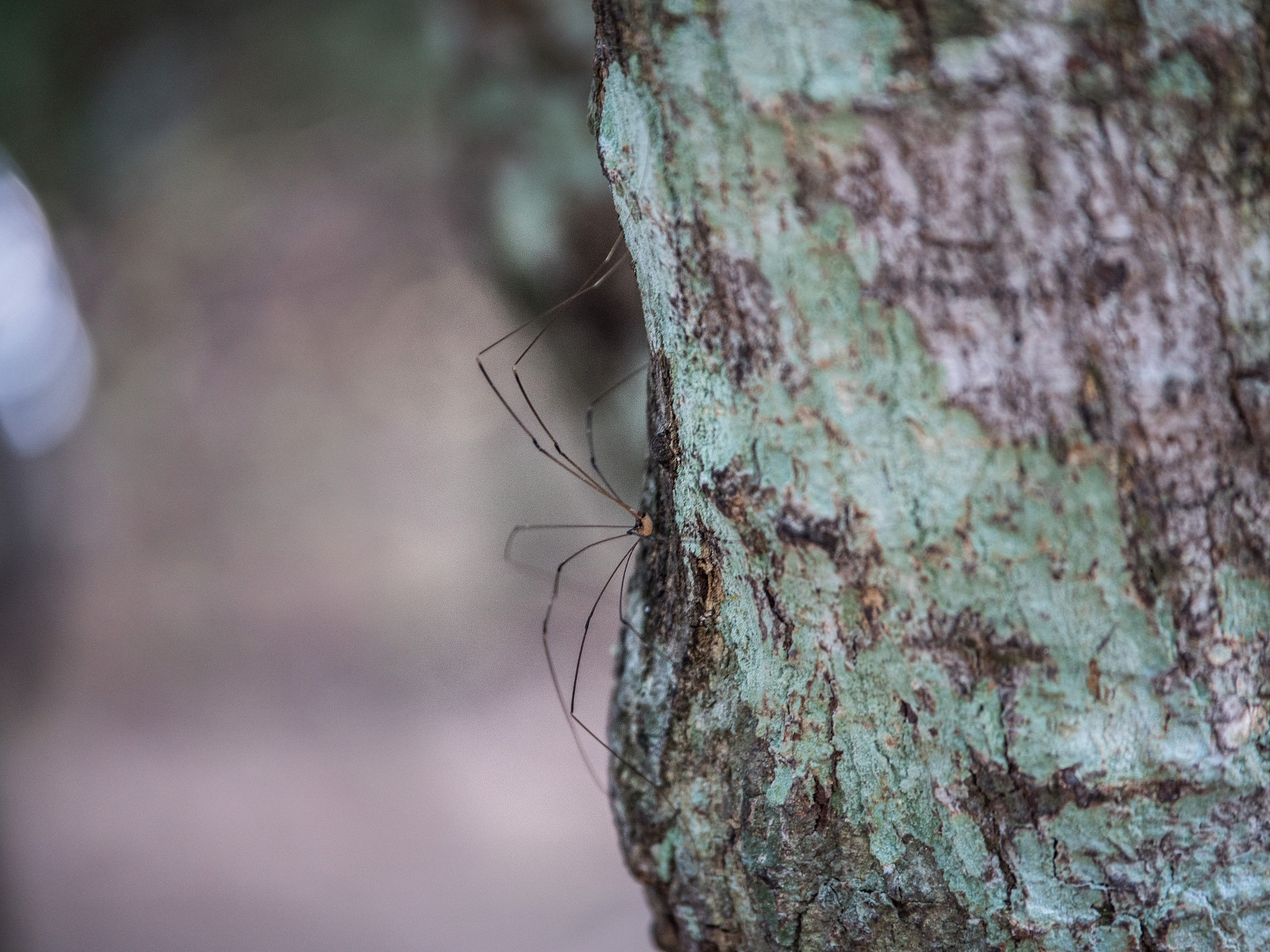 Panasonic Lumix G X Vario 35-100mm F2.8 OIS sample photo. Mexico photography
