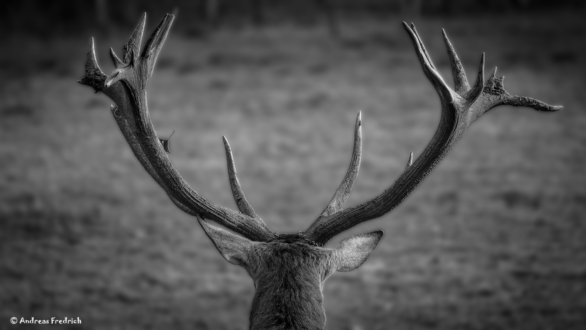 Nikon D7200 sample photo. Majestic photography