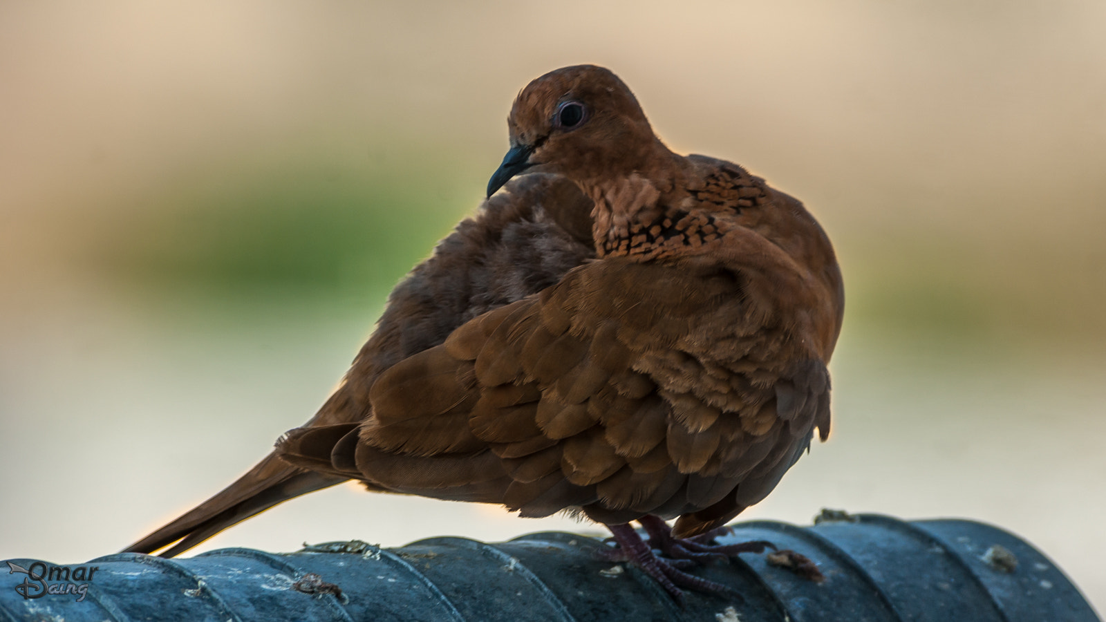 Pentax smc DA* 300mm F4.0 ED (IF) SDM sample photo. Laughing dove - kumru photography